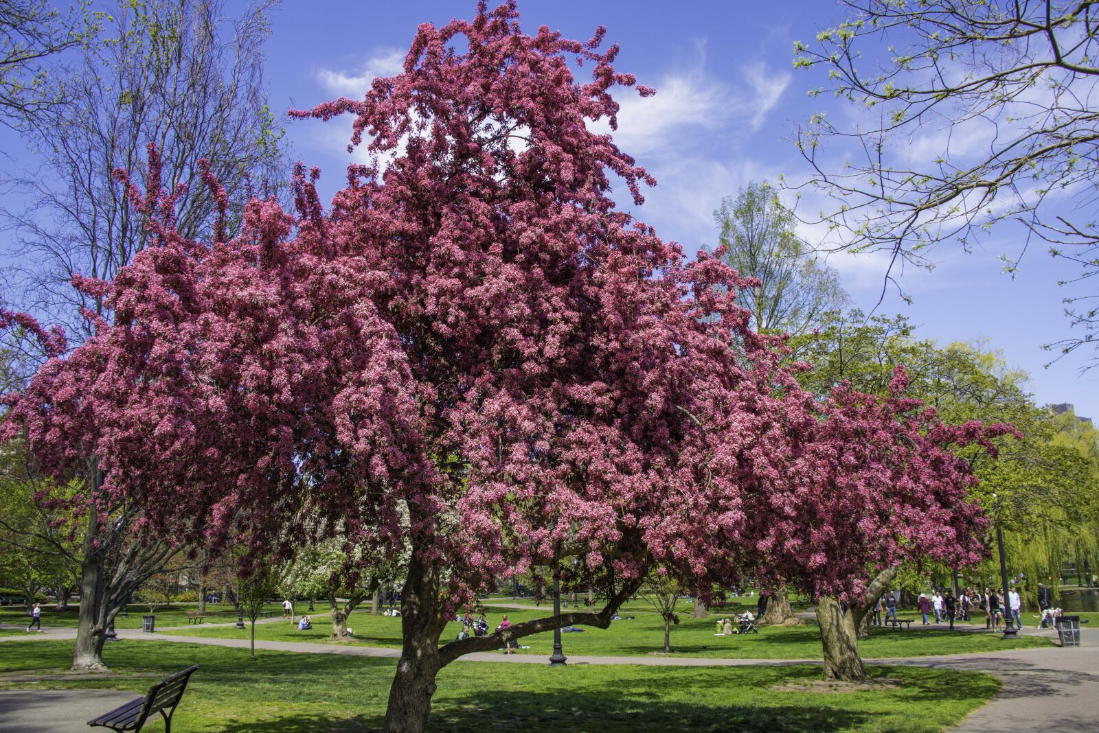 Nikon D800 sample photo. Spring, colors, flowers photography
