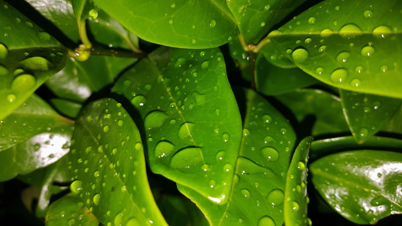 Samsung Galaxy Note5 sample photo. Leaves, shrub, green photography