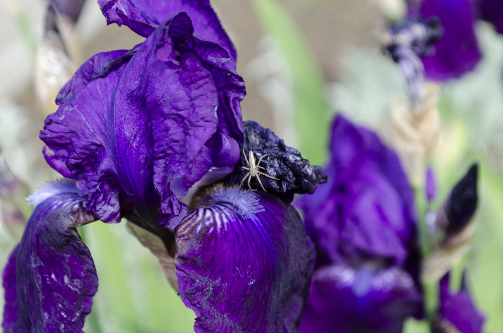 Nikon D5100 sample photo. Flowers, blue, foreground photography