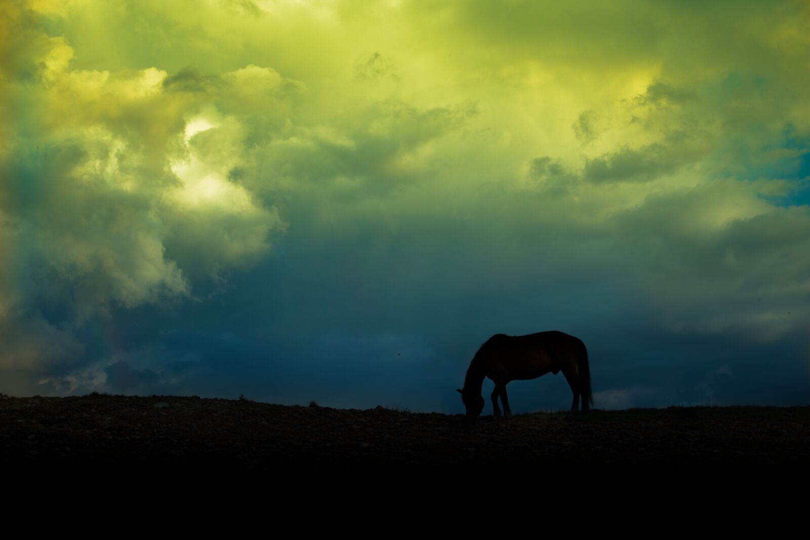 Canon EOS 750D (EOS Rebel T6i / EOS Kiss X8i) + Canon EF-S 18-55mm F3.5-5.6 III sample photo. Horse, cloud, camp photography