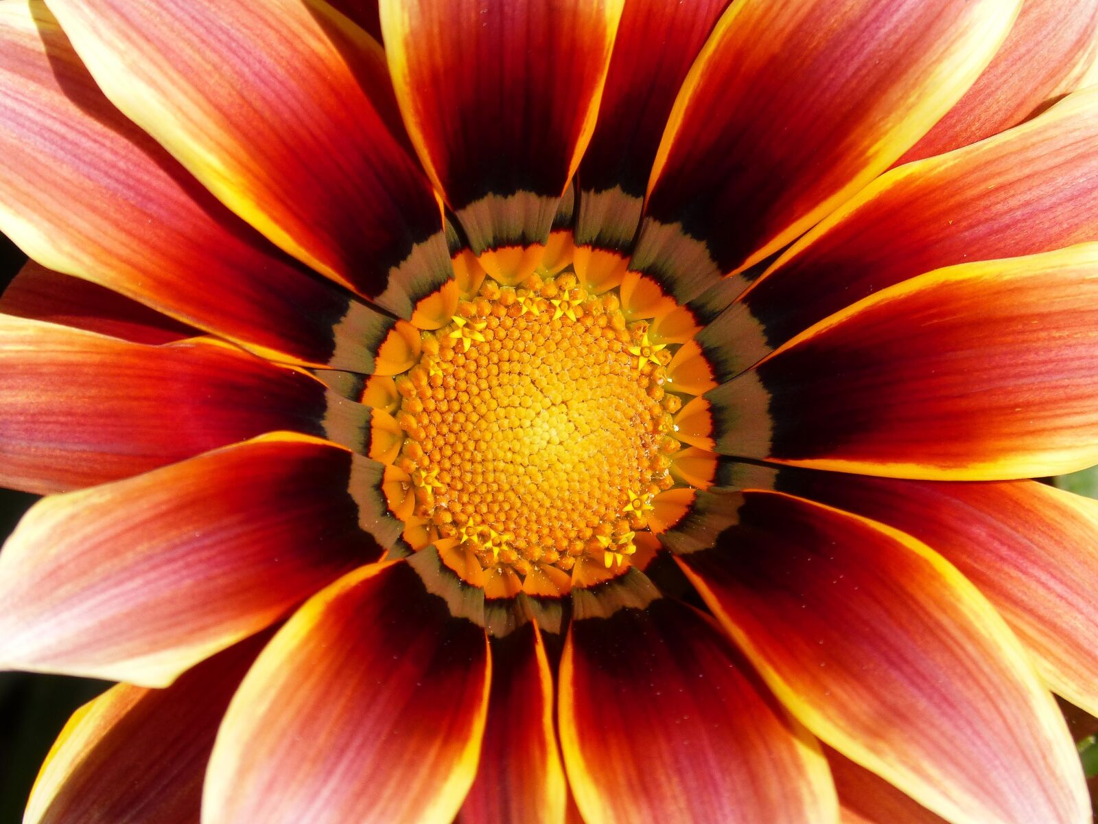 Panasonic DMC-FZ62 sample photo. Flower, petals, pollen photography