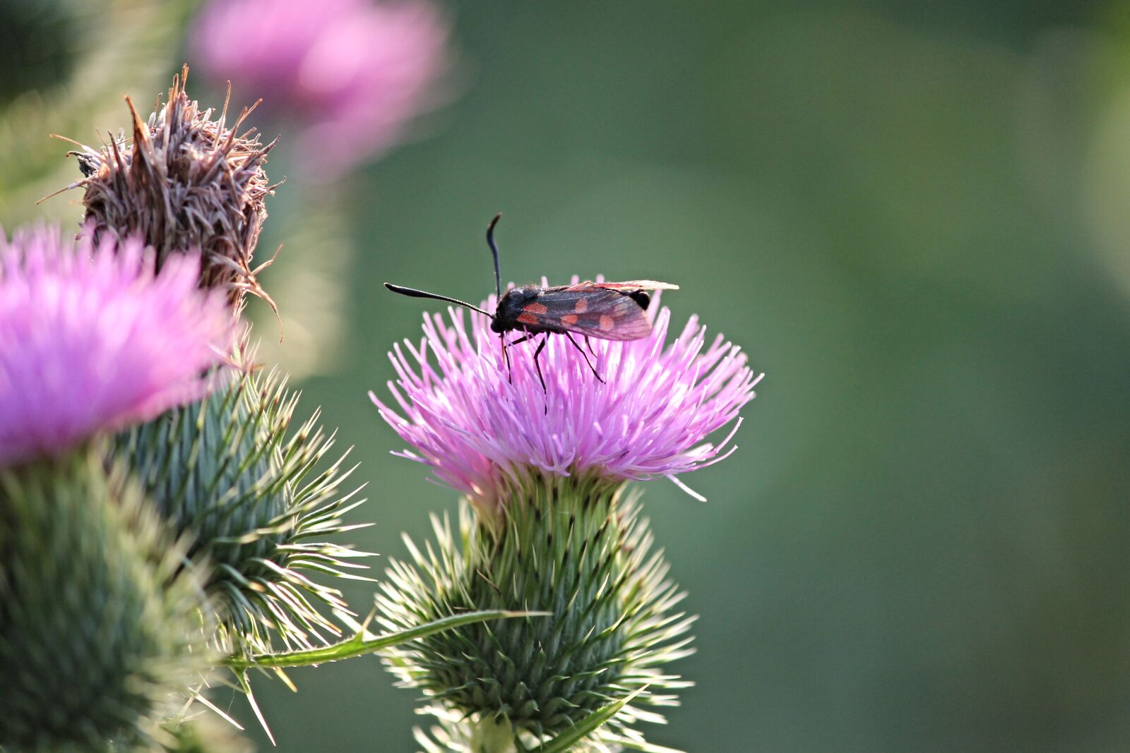 Canon EOS 1100D (EOS Rebel T3 / EOS Kiss X50) sample photo. Insect, burnet, zygaena photography
