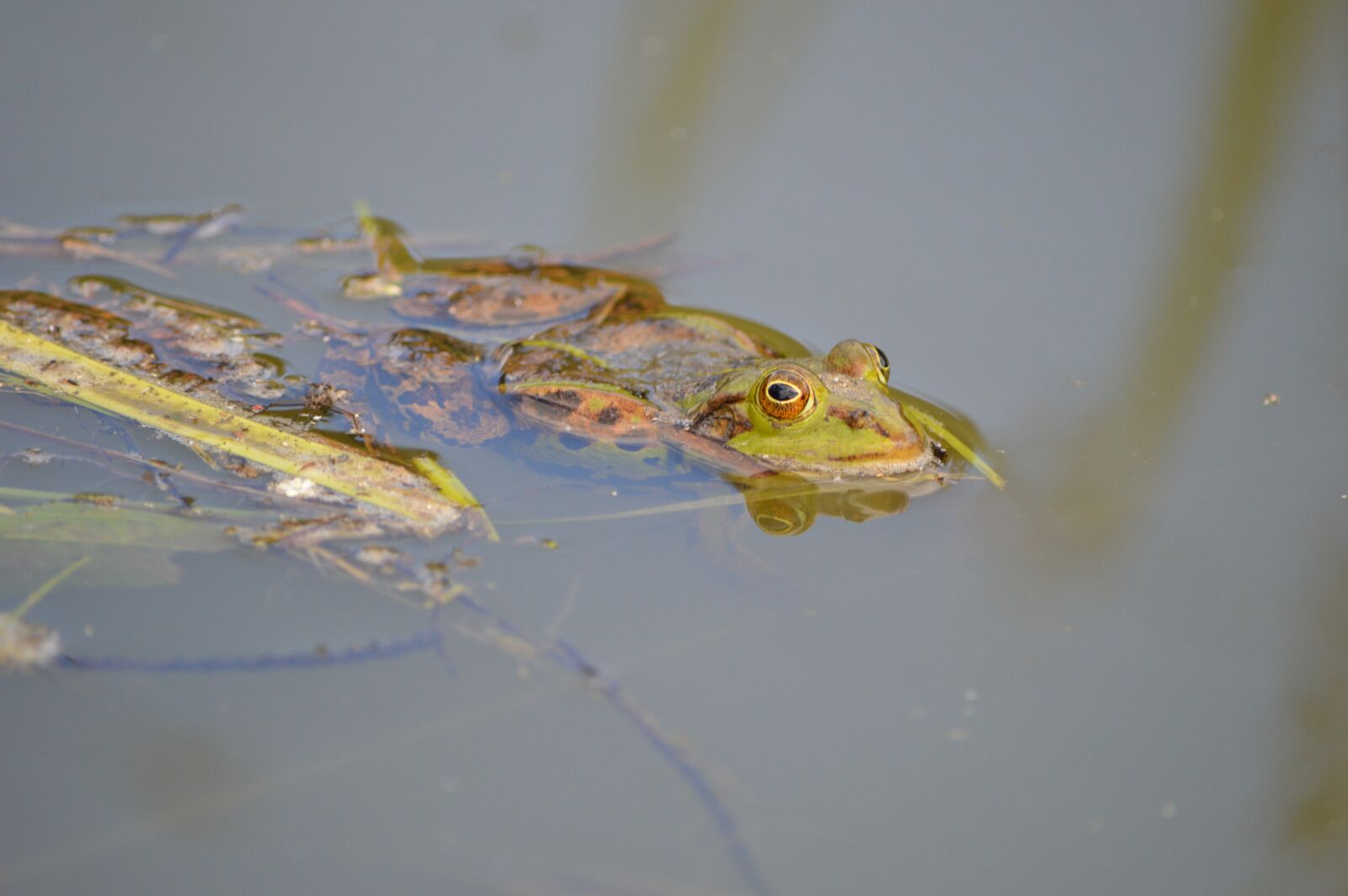 Nikon D3200 sample photo. Frog, pond, animal photography