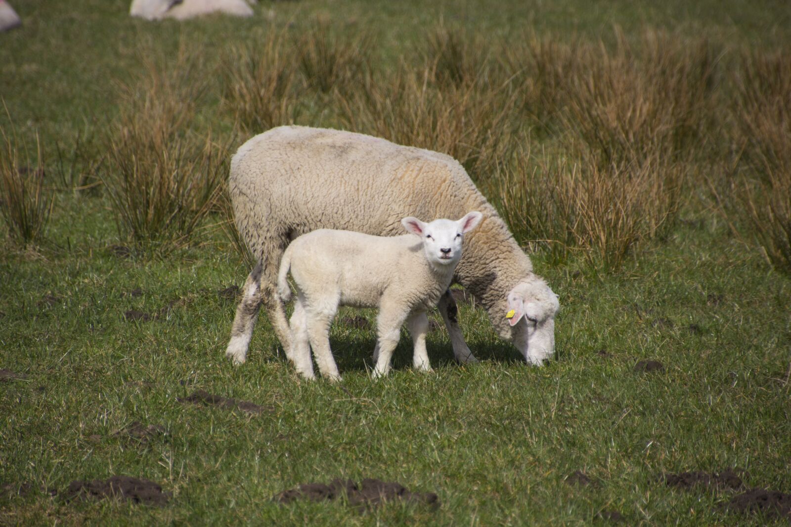 Canon EOS 60D sample photo. Sheep, grass, farm photography