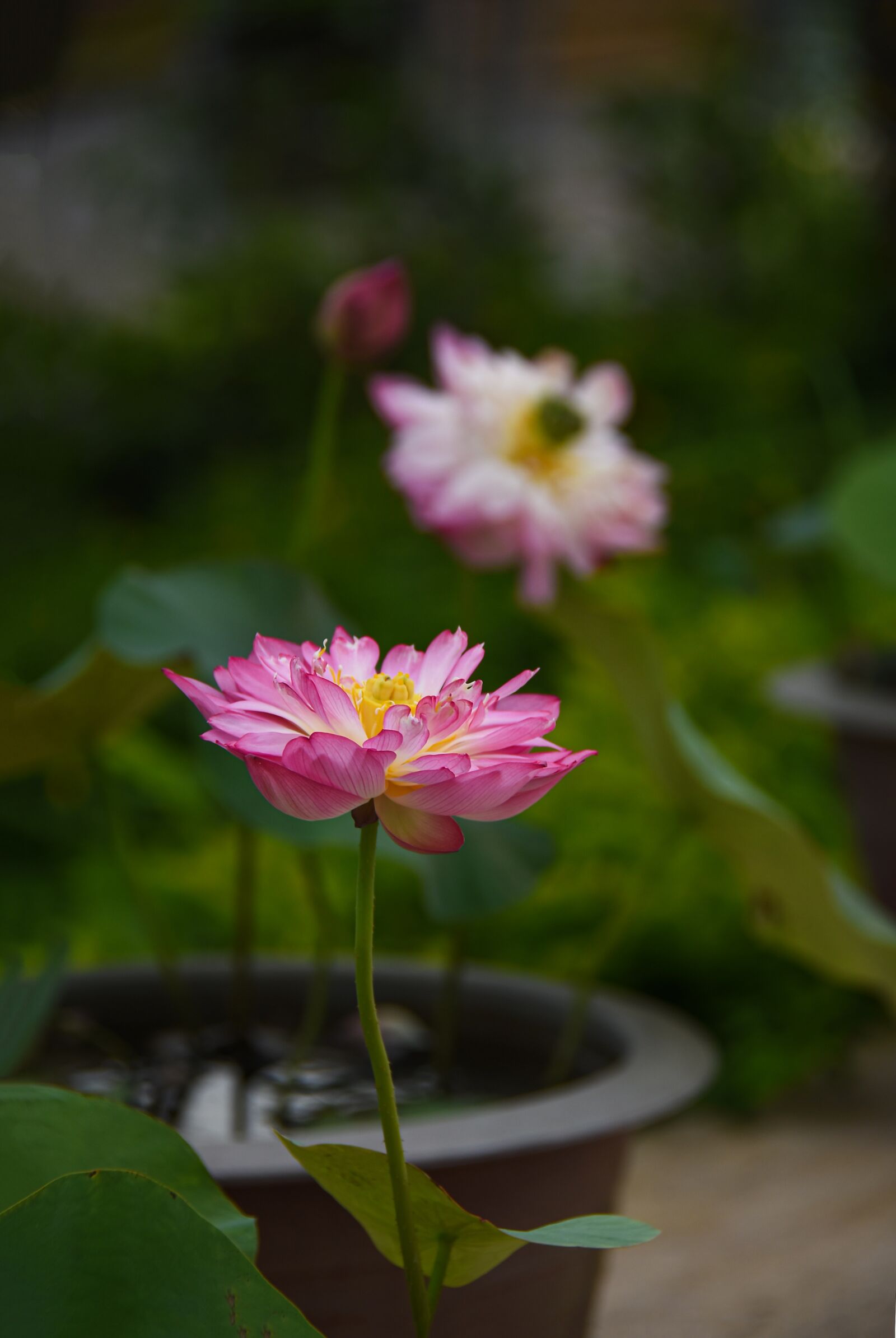 Nikon D7200 sample photo. Lotus flowers, pot, planting photography
