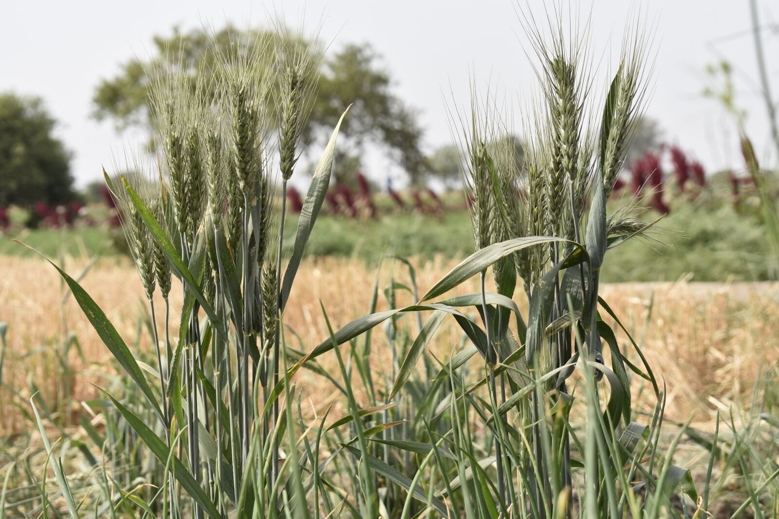 Nikon D3400 sample photo. Wheat, grain, seed photography