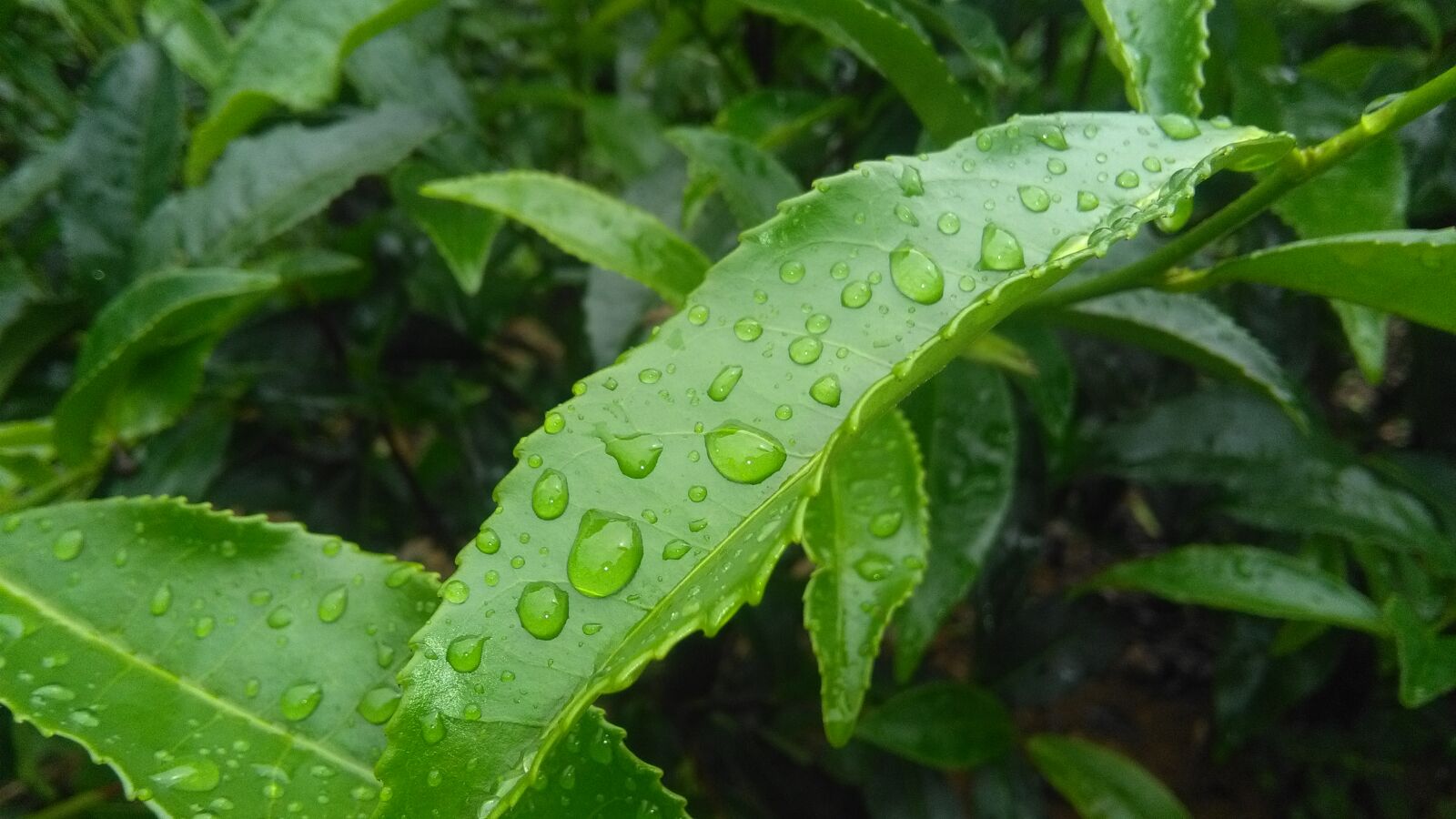HUAWEI Y6 sample photo. Green, leaf, nature, nature photography