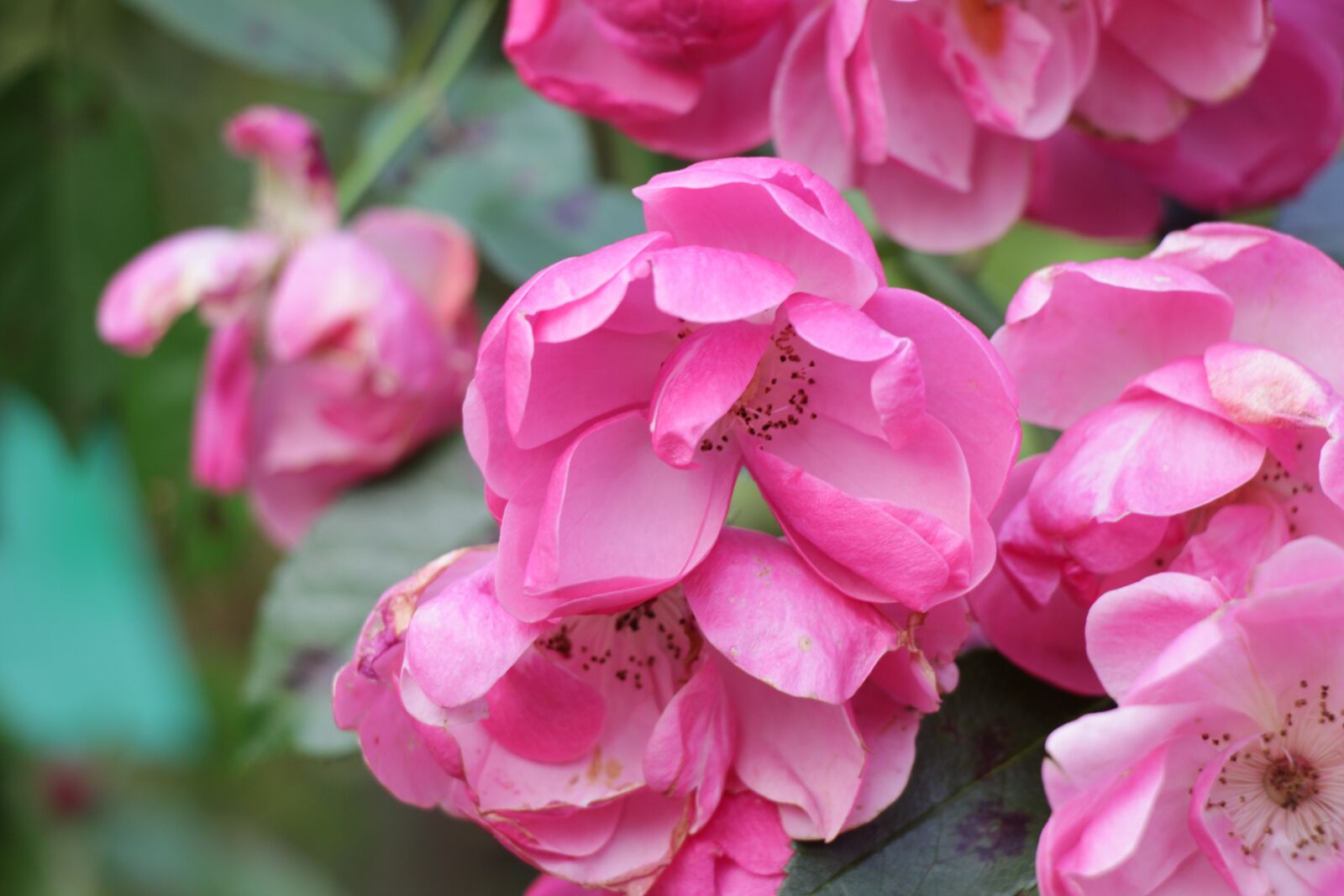 Canon EOS 550D (EOS Rebel T2i / EOS Kiss X4) sample photo. Flower, flowers, pink photography