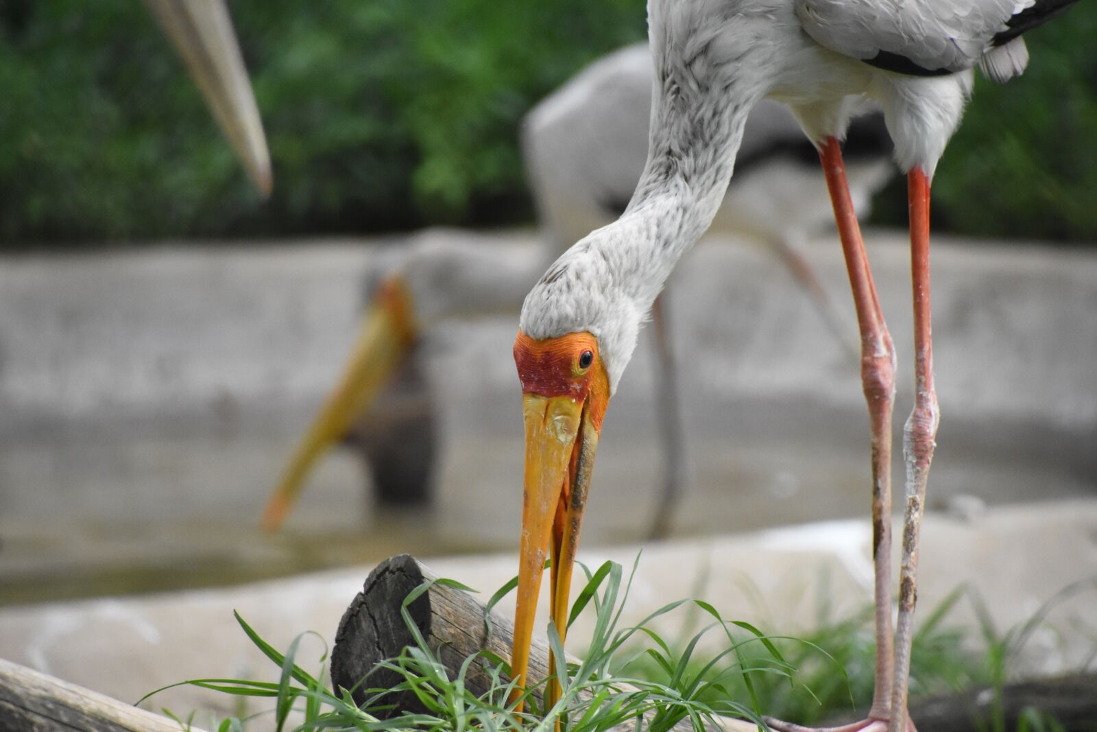 Nikon D7200 sample photo. Herbivorous, birds, animal photography