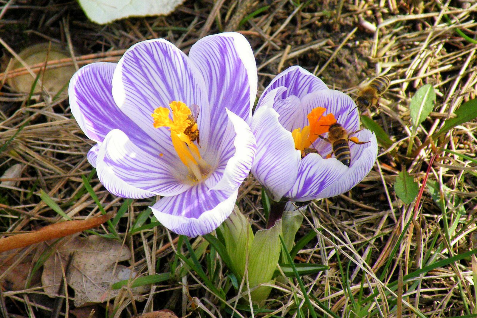 Fujifilm FinePix S8100fd sample photo. Crocus, bees, insect photography