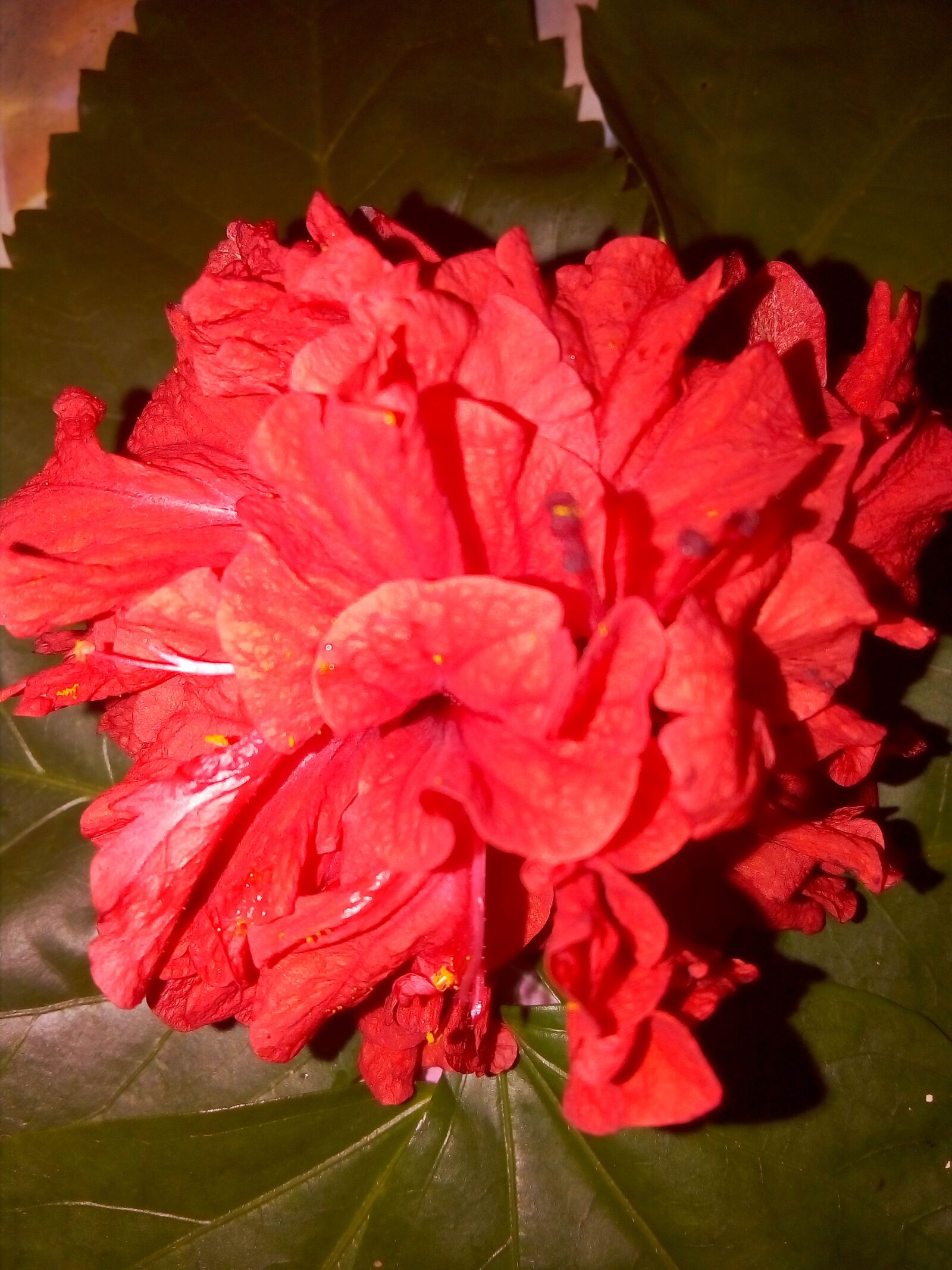 HUAWEI Y3III sample photo. Red flower, beauty full photography