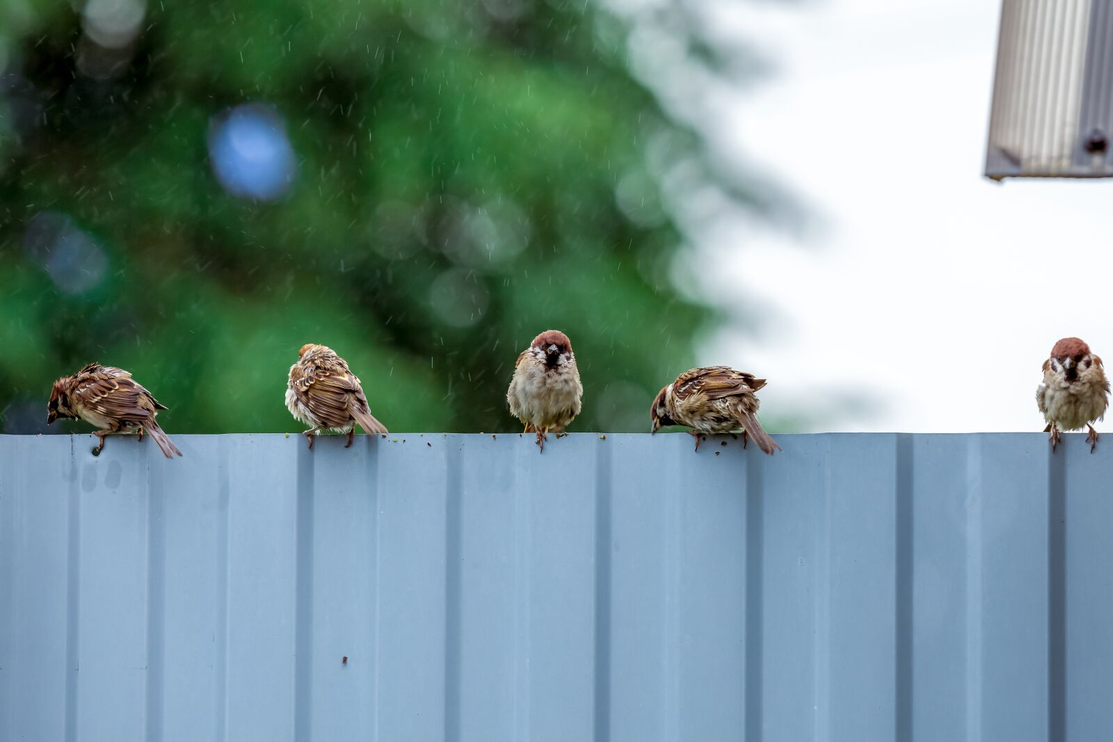 Nikon D7200 sample photo. Sparrows, rain, nature photography