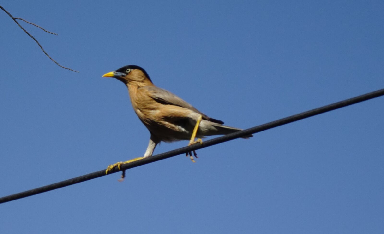 Sony DSC-WX800 sample photo. Bird, brahminy myna, starling photography