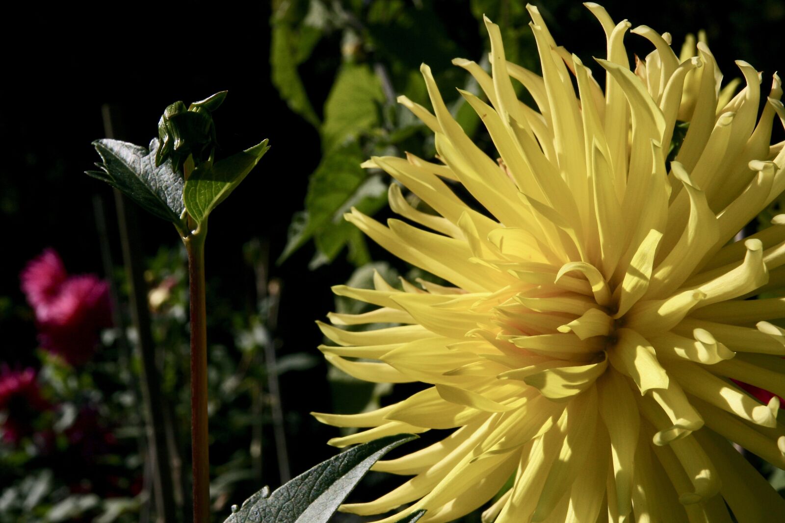Canon EOS 400D (EOS Digital Rebel XTi / EOS Kiss Digital X) sample photo. Dahlia, chrysanthemum, blossom photography