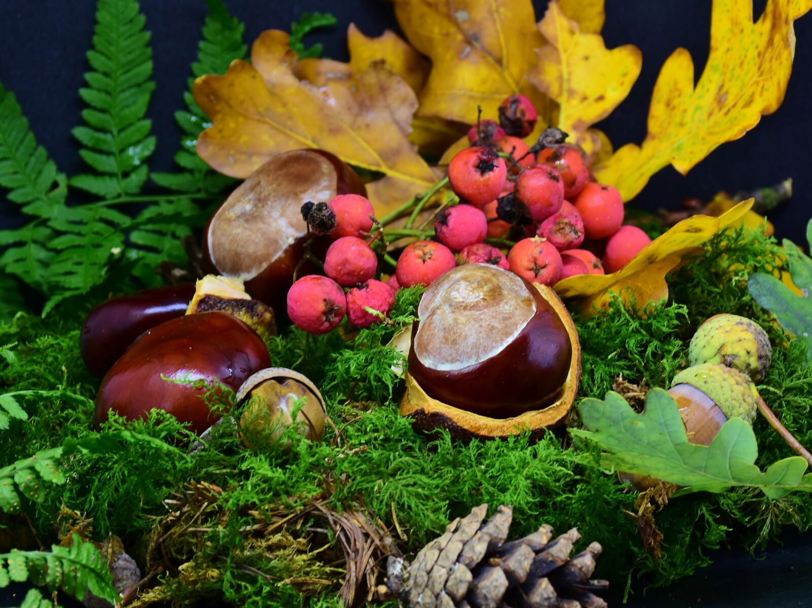 Nikon D7200 sample photo. Forest, chestnut, acorns photography