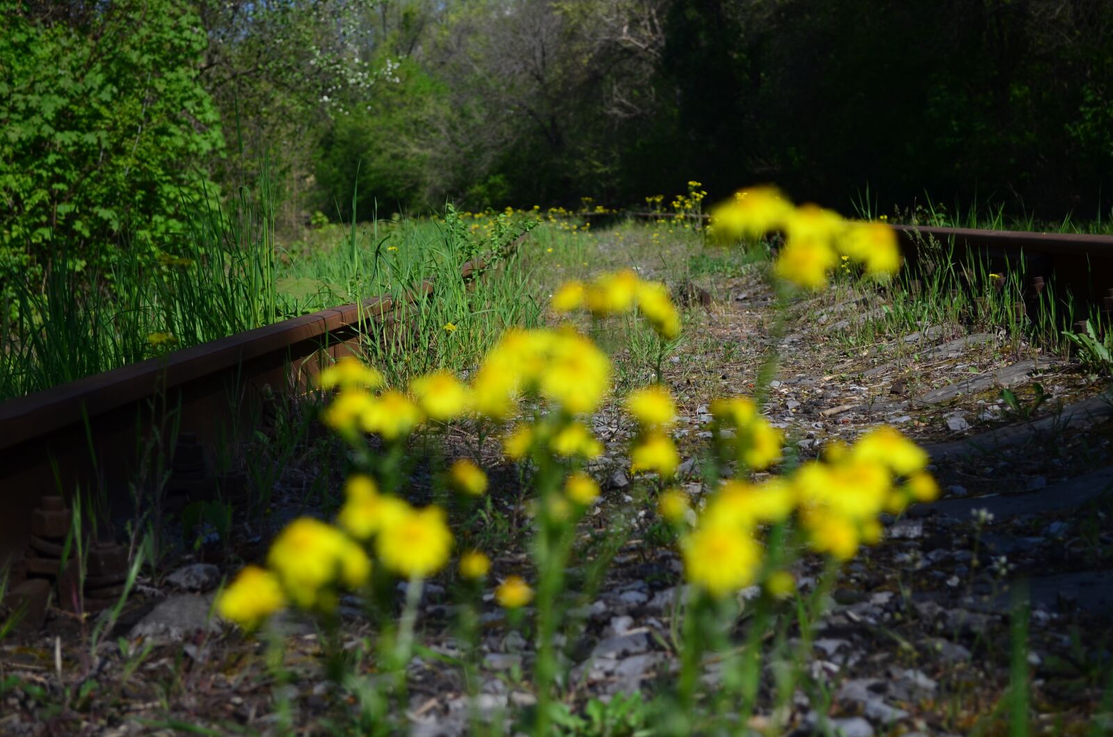 Nikon D5100 sample photo. Rails, flowers, the way photography