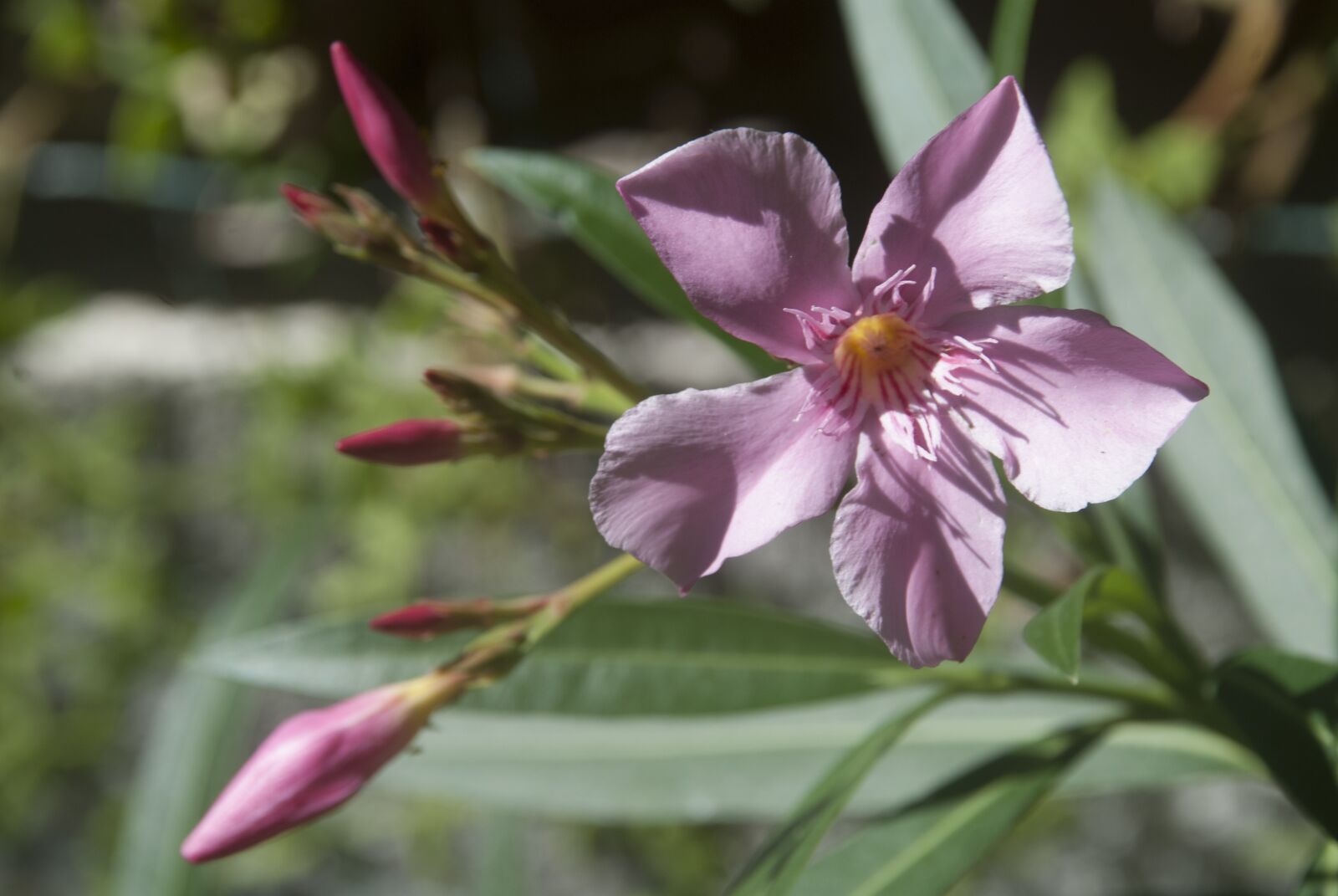 Nikon D80 sample photo. Nature, garden, flower photography
