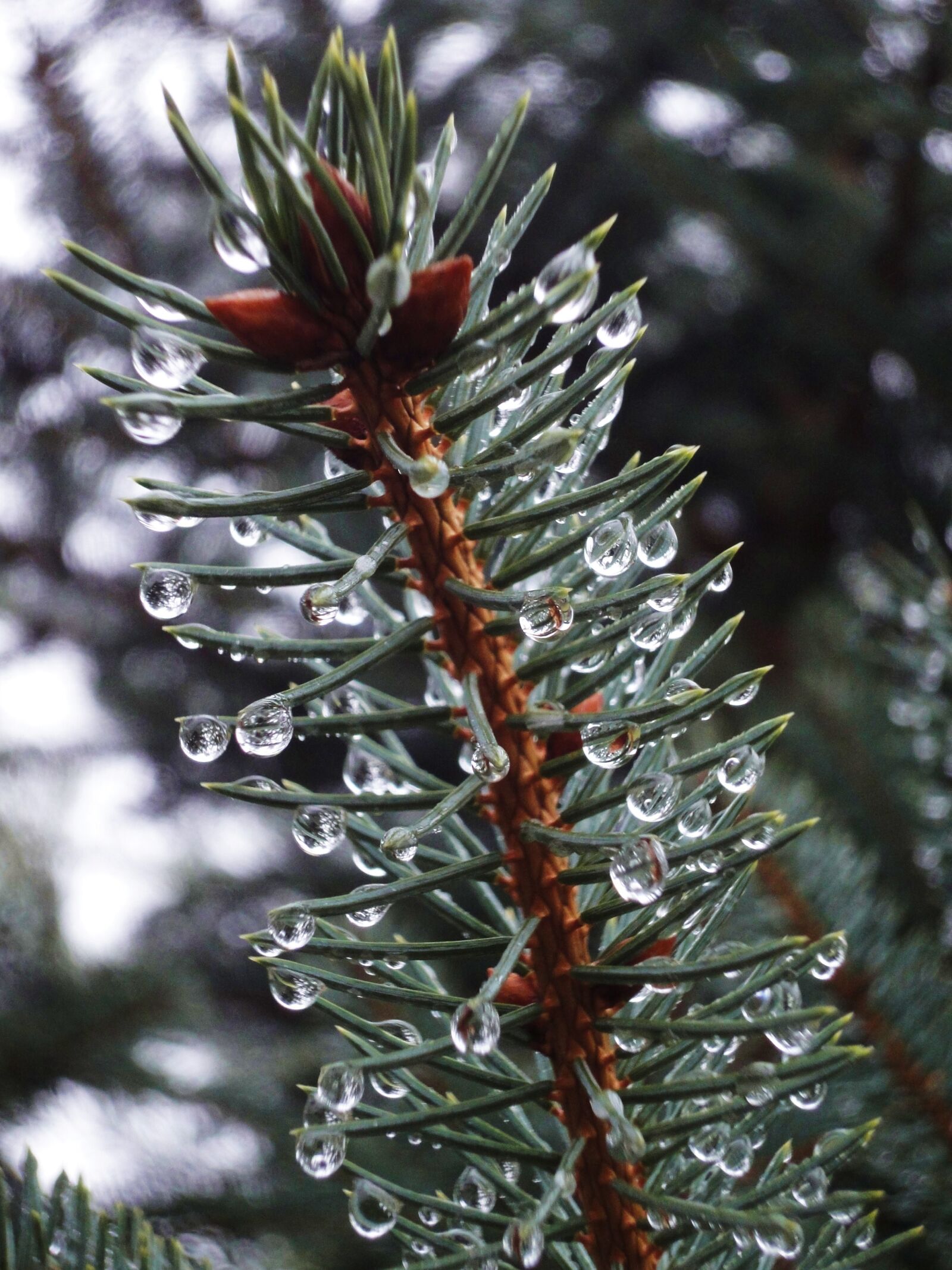 Sony Cyber-shot DSC-WX1 sample photo. Blur, branch, christmas, close photography