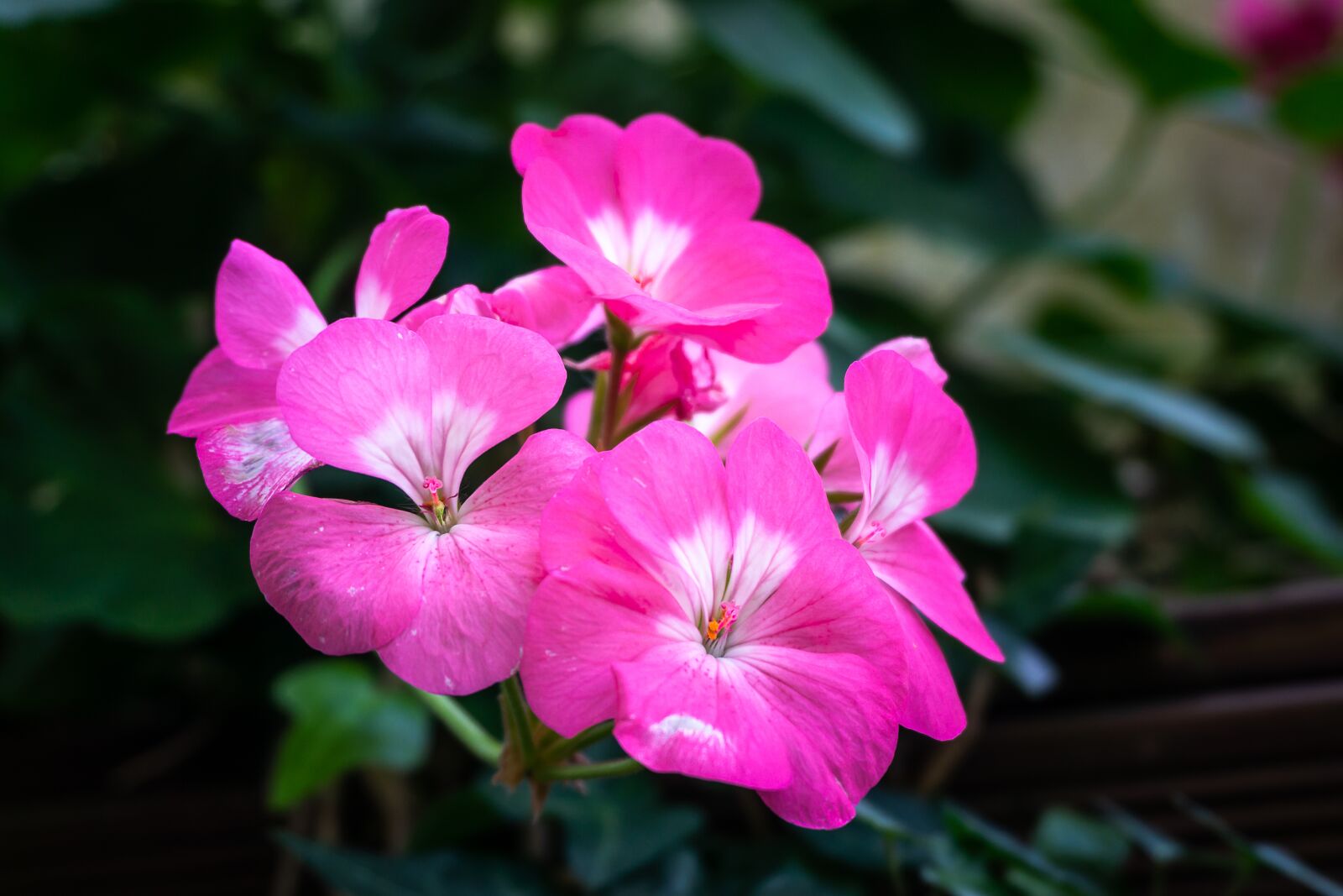 Sony a6000 sample photo. Pink flower, botanical garden photography