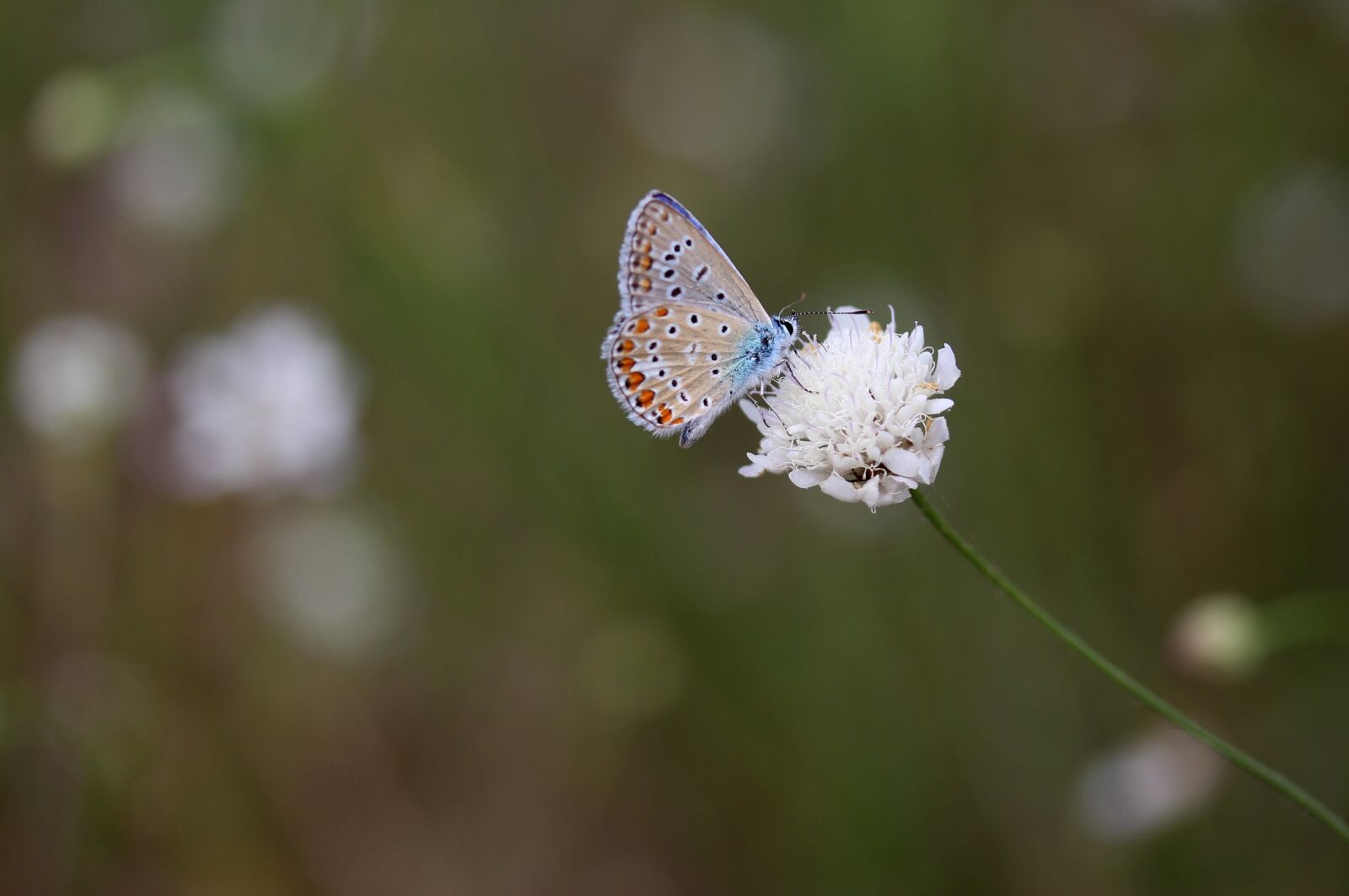 Canon EF-S 60mm F2.8 Macro USM sample photo. Butterfly, blue, flower photography