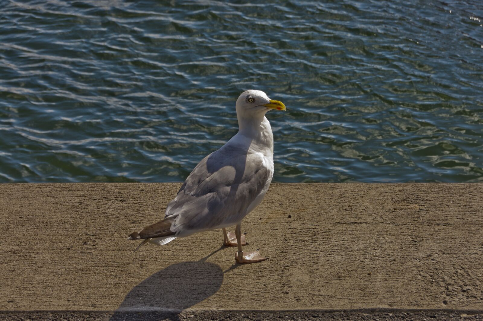 Nikon D40 sample photo. Seagull, water, coast photography