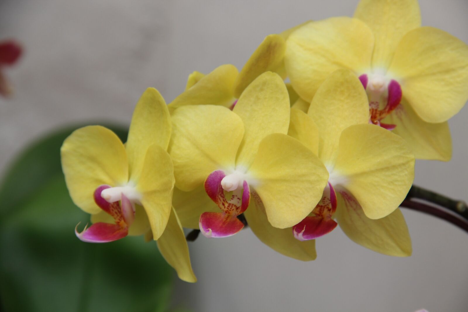 Canon EOS 600D (Rebel EOS T3i / EOS Kiss X5) sample photo. Orchids, flower, yellow photography