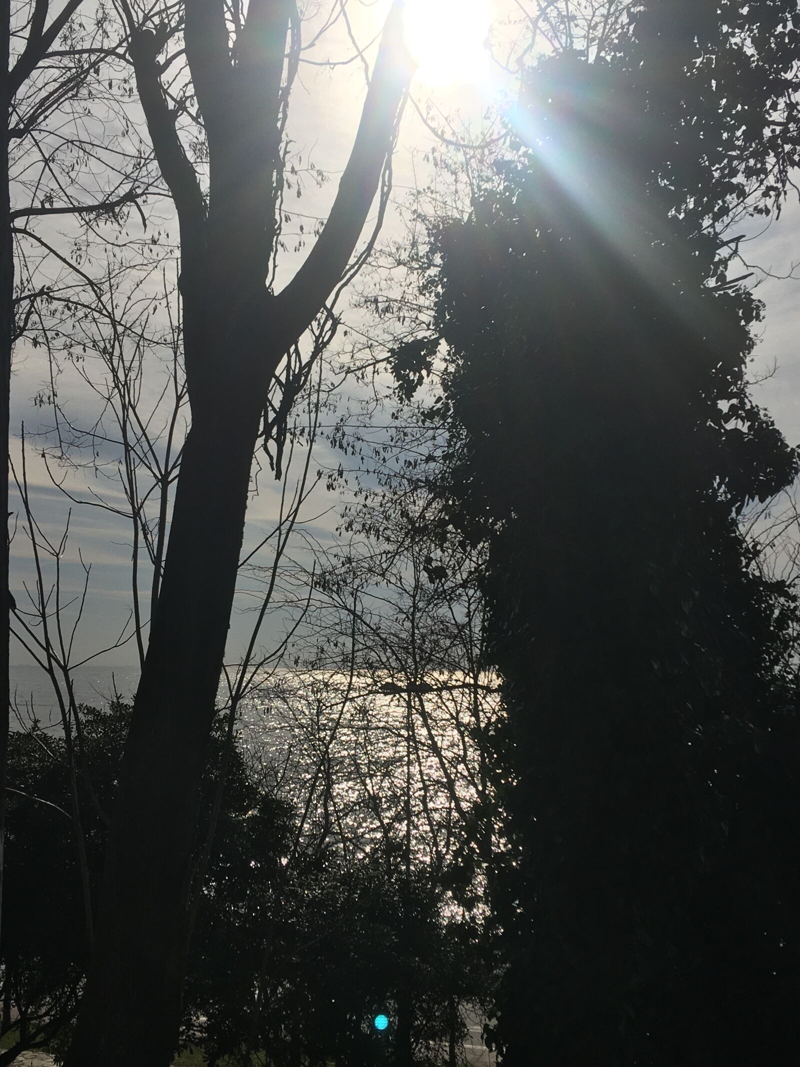 iPhone 6s Plus back camera 4.15mm f/2.2 sample photo. Sunshine, nature, light photography