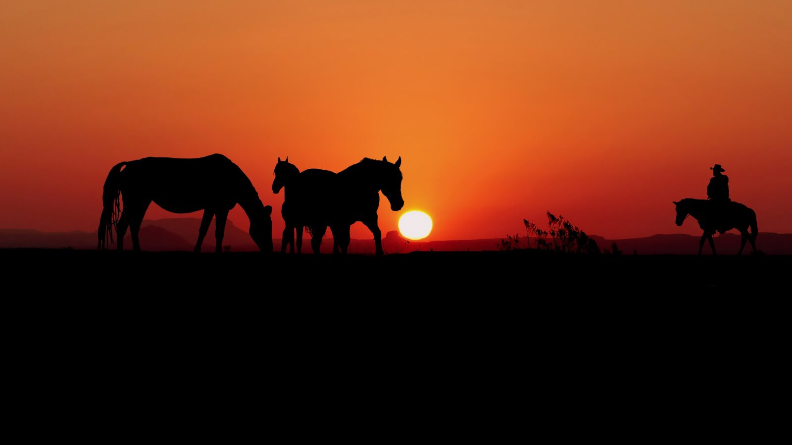 Panasonic Lumix DMC-FZ200 sample photo. Sunset, horses, silhouettes photography