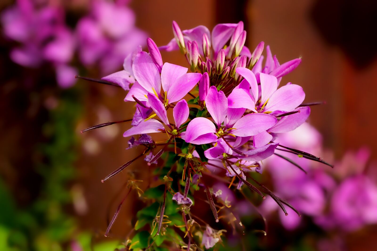 Sony a6000 sample photo. Nature, plant, spider flower photography