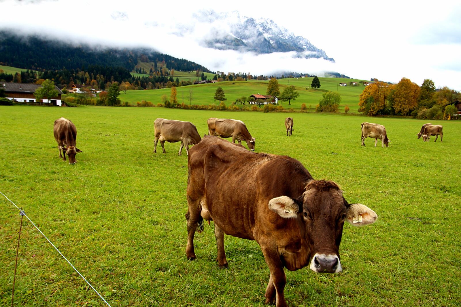 Canon EOS 700D (EOS Rebel T5i / EOS Kiss X7i) sample photo. Cows, tyrol, alm photography