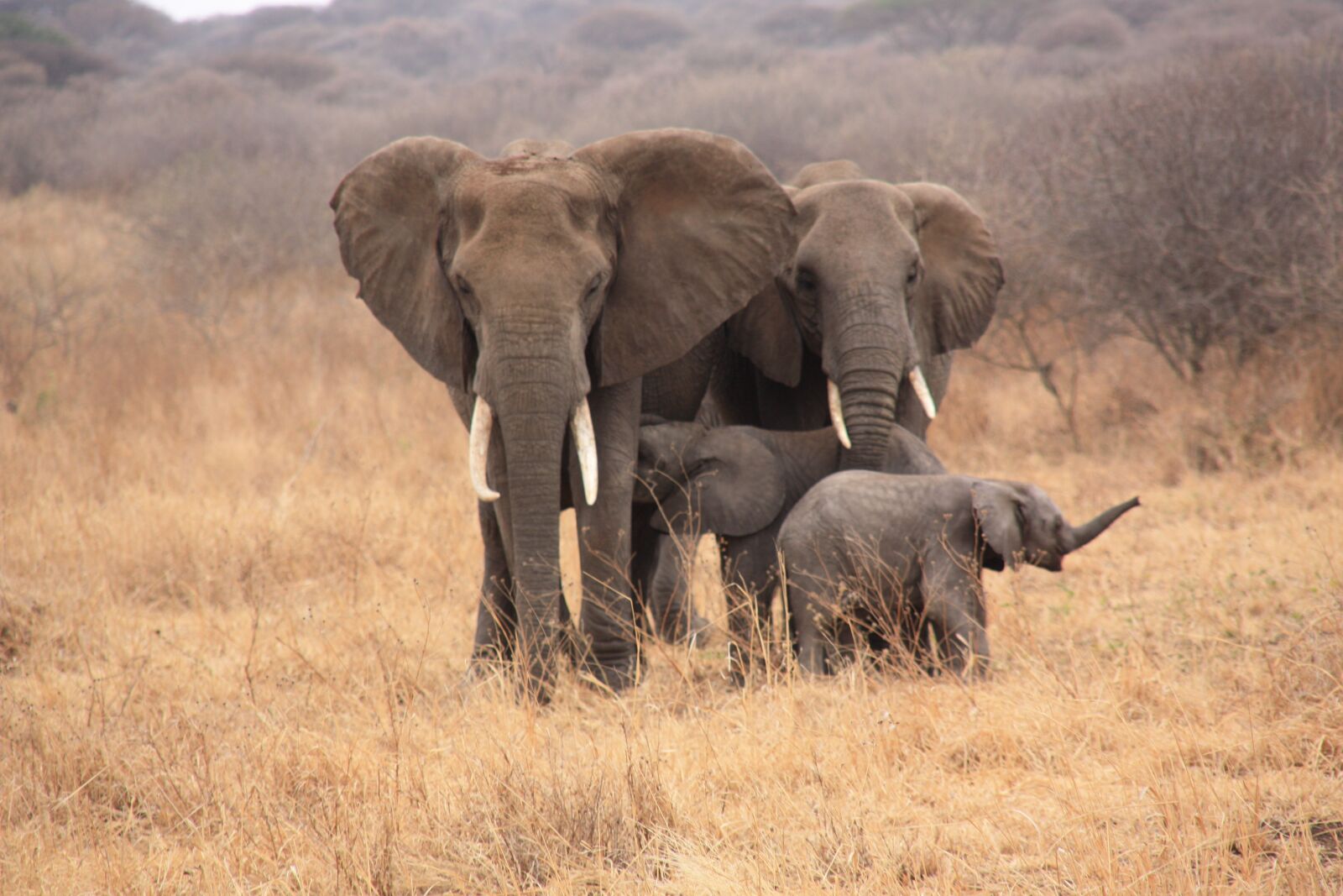 Canon EOS 450D (EOS Rebel XSi / EOS Kiss X2) sample photo. Tanzania, animals, elephant photography