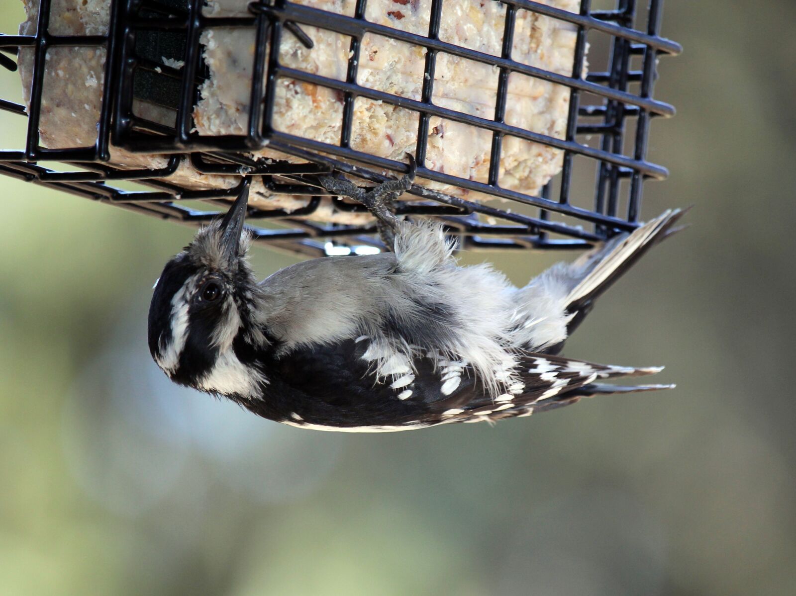 Canon EOS 700D (EOS Rebel T5i / EOS Kiss X7i) sample photo. Female, hairy, woodpecker photography