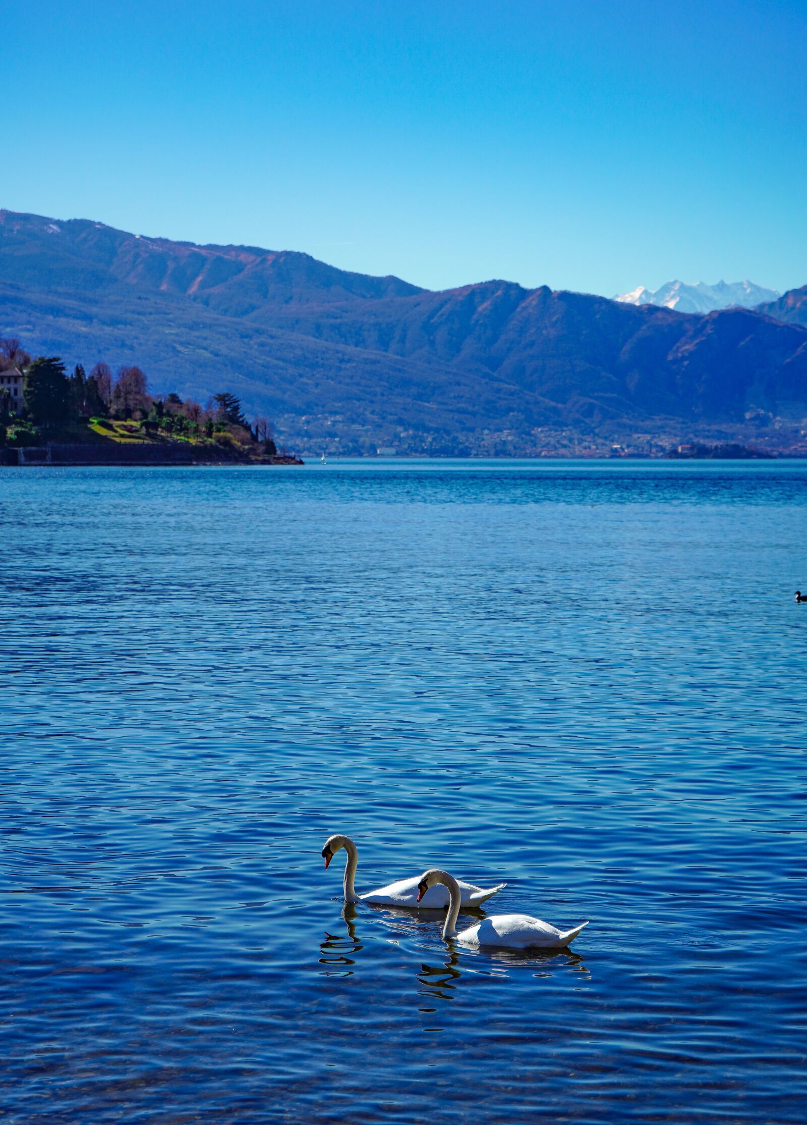 Sony a7 III + Sony FE 28-70mm F3.5-5.6 OSS sample photo. Swans, swan, lake photography