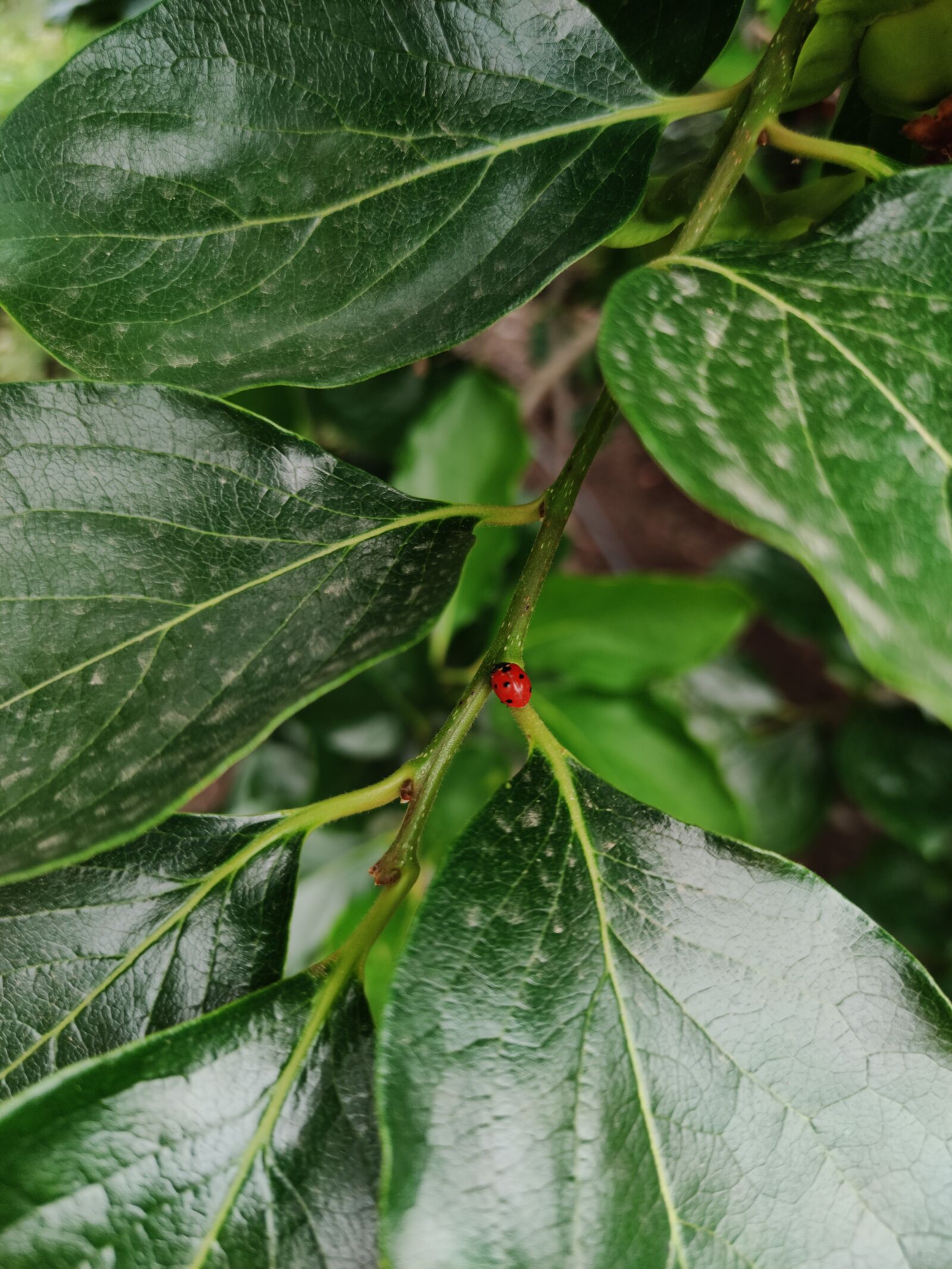 Xiaomi Mi Note 10 sample photo. Ladybug, leaf, insect photography