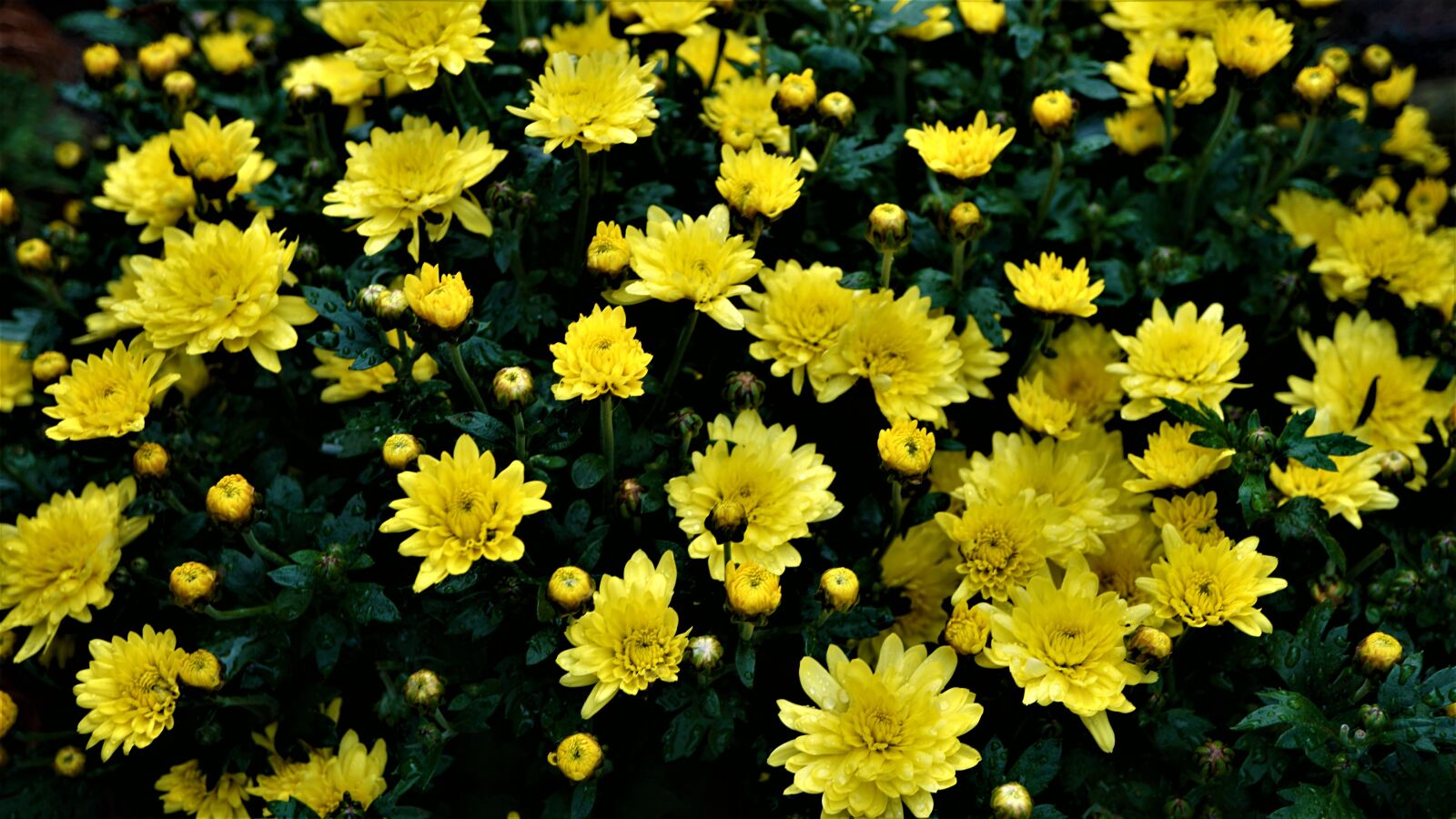 Sony E 30mm F3.5 Macro sample photo. Background, dark, gloomy photography