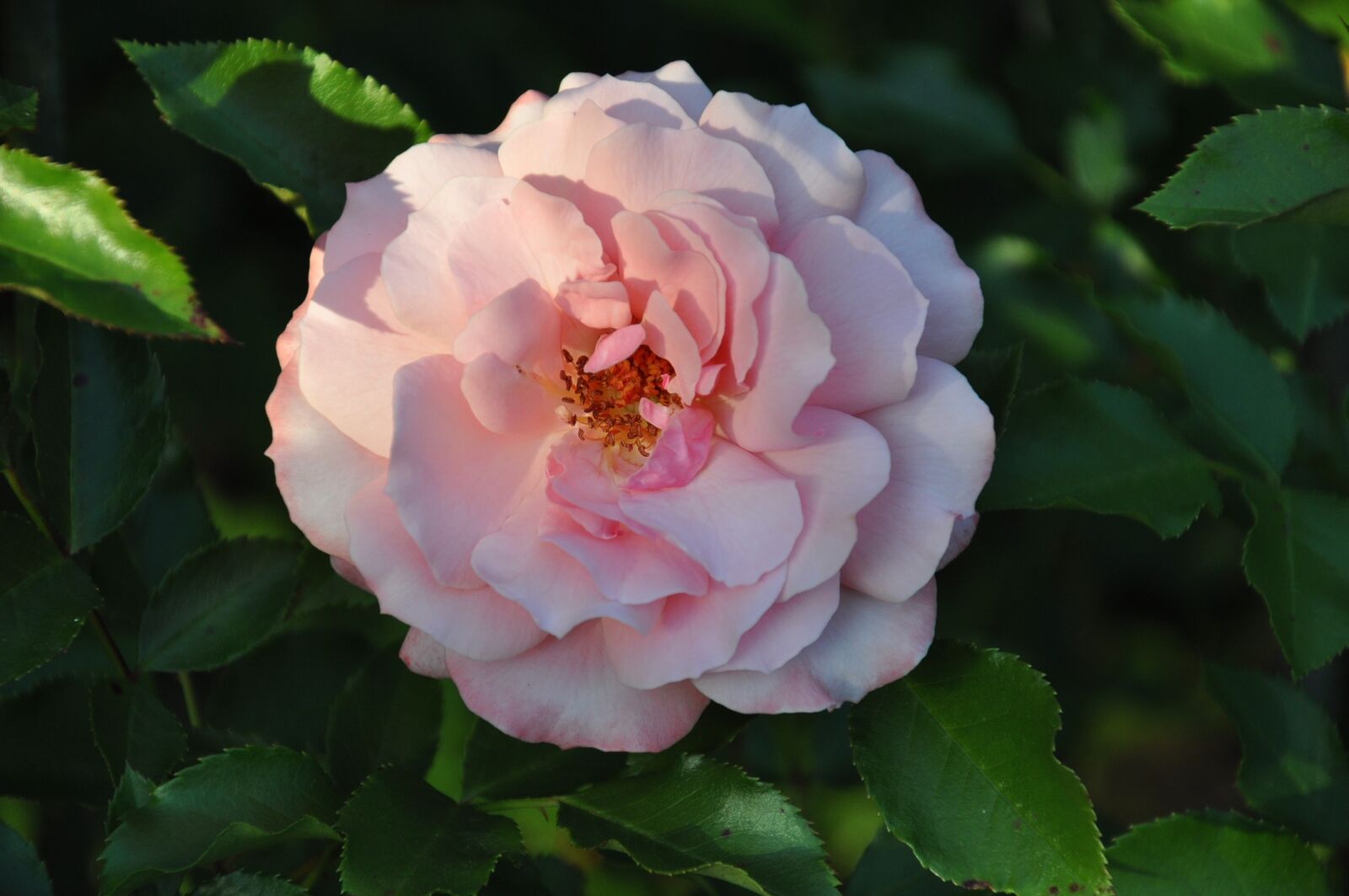 Nikon D90 sample photo. Pink, flower, pink flower photography