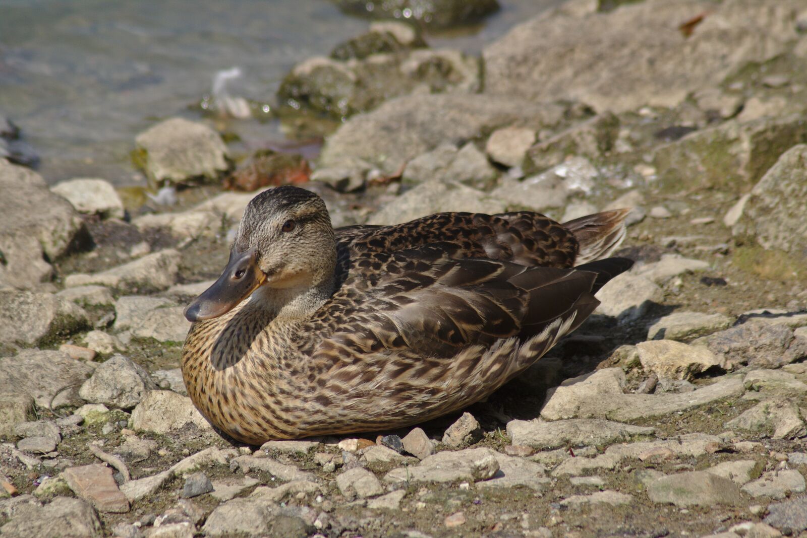 Canon EOS 750D (EOS Rebel T6i / EOS Kiss X8i) sample photo. Duck, pond, lake photography