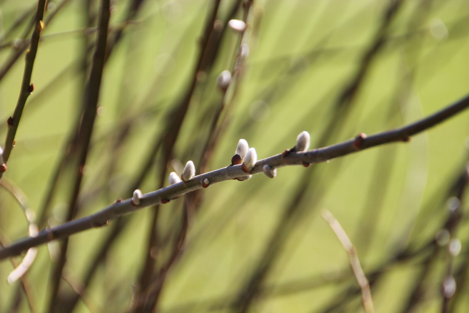 Canon EOS 1100D (EOS Rebel T3 / EOS Kiss X50) sample photo. Pasture, spring, willow catkin photography