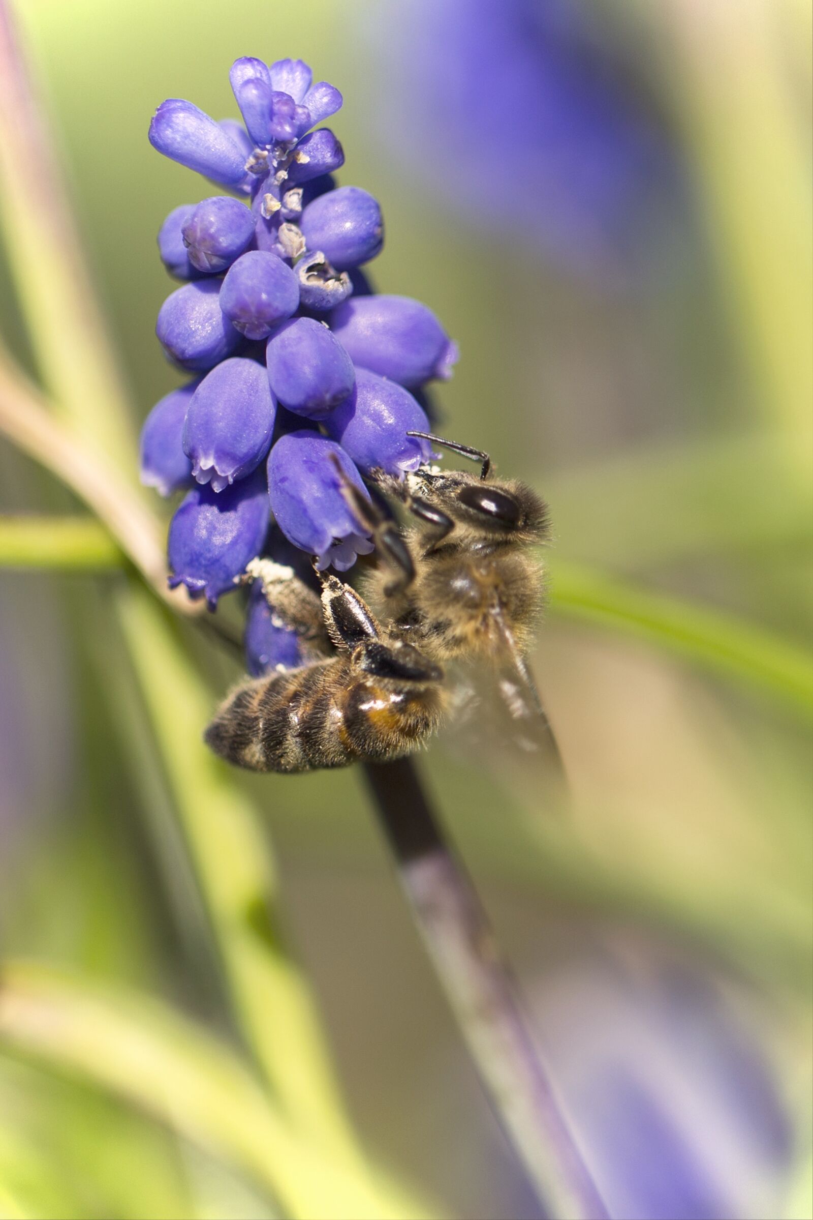 Canon EF 100mm F2.8L Macro IS USM sample photo. Blossom, bloom, bee photography
