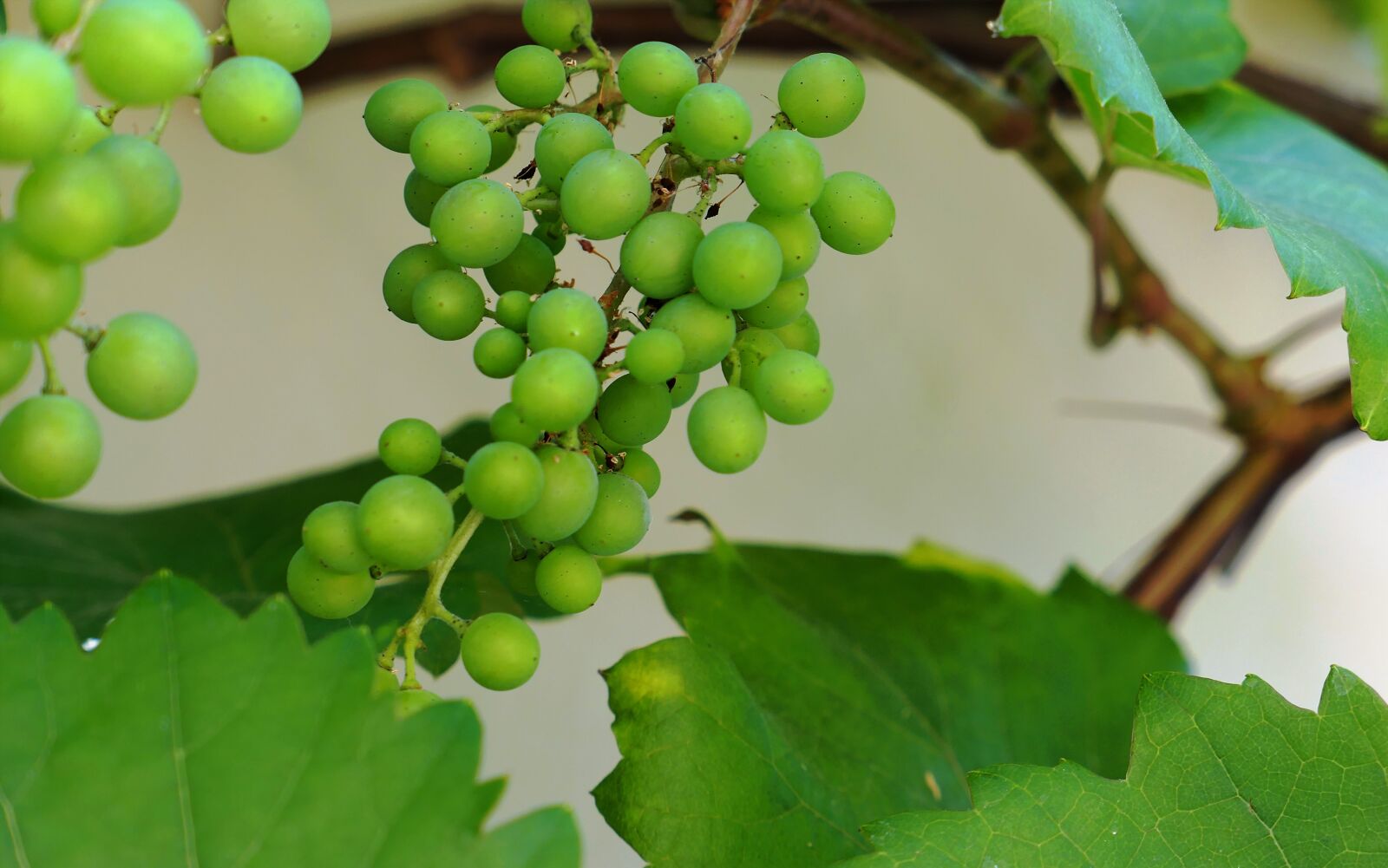 Panasonic Lumix DMC-LX10 (Lumix DMC-LX15) sample photo. Wine, grapes, vine photography