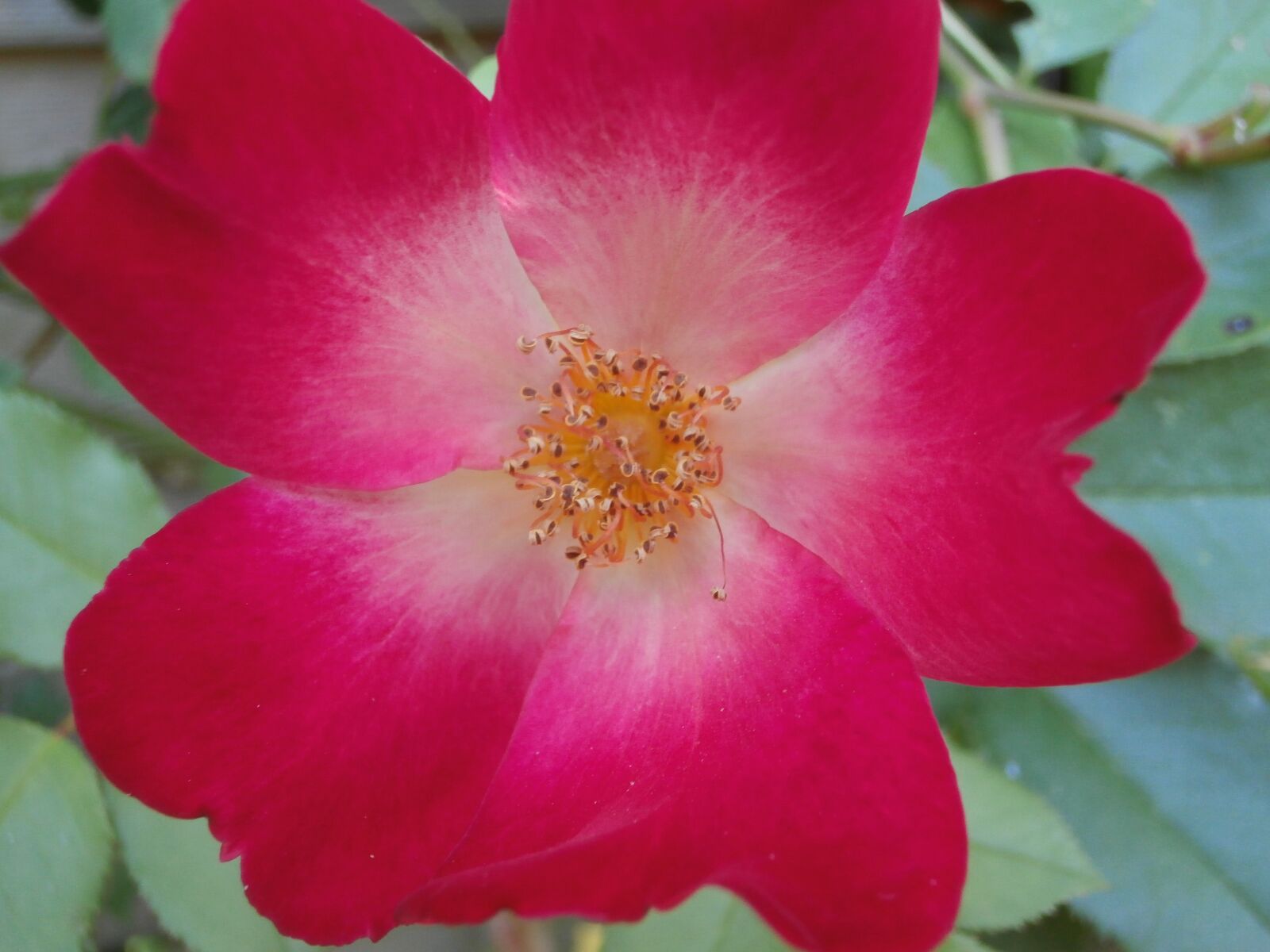 Olympus VR340,D750 sample photo. Pink, wild rose, pink photography