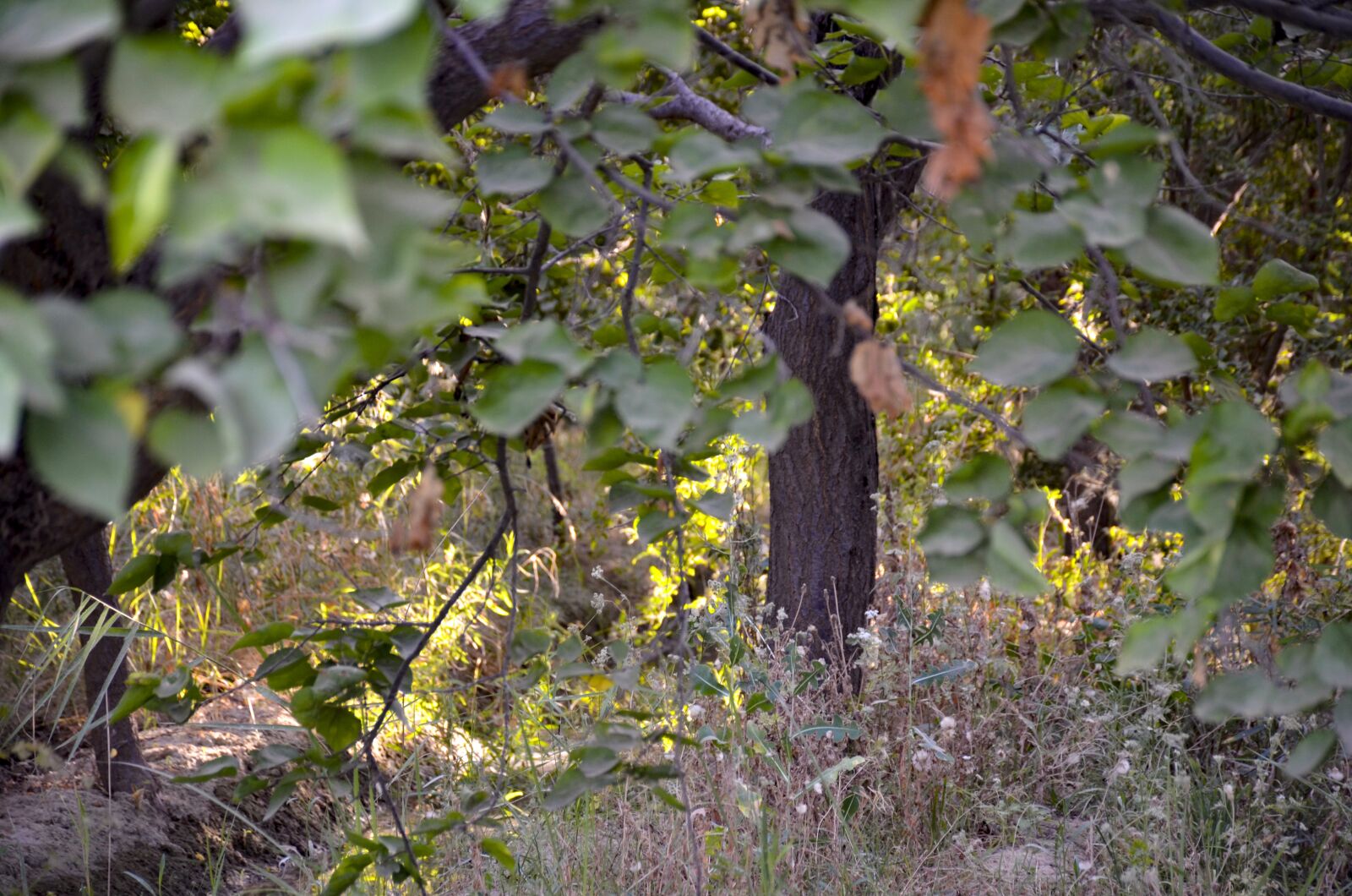 Nikon D7000 sample photo. Forest sunlight, forest, sunlight photography