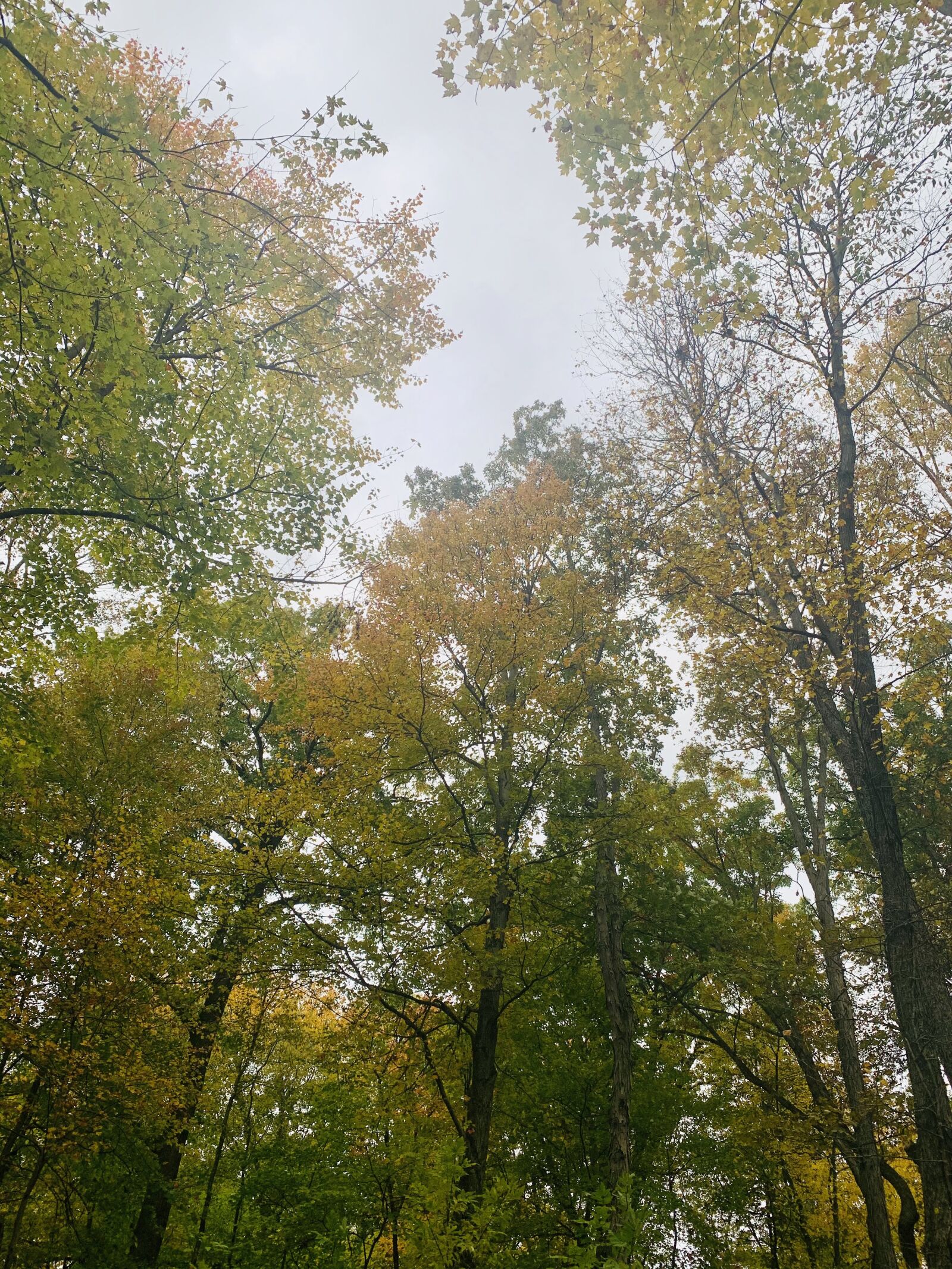 Apple iPhone XS Max sample photo. Fall, trees, forest photography