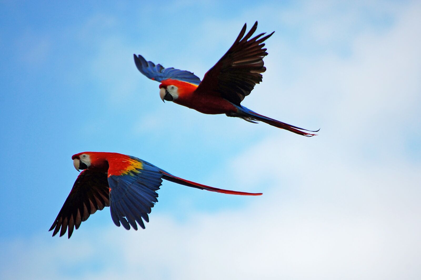 Nikon D40 sample photo. Parrots, parrot, pair photography