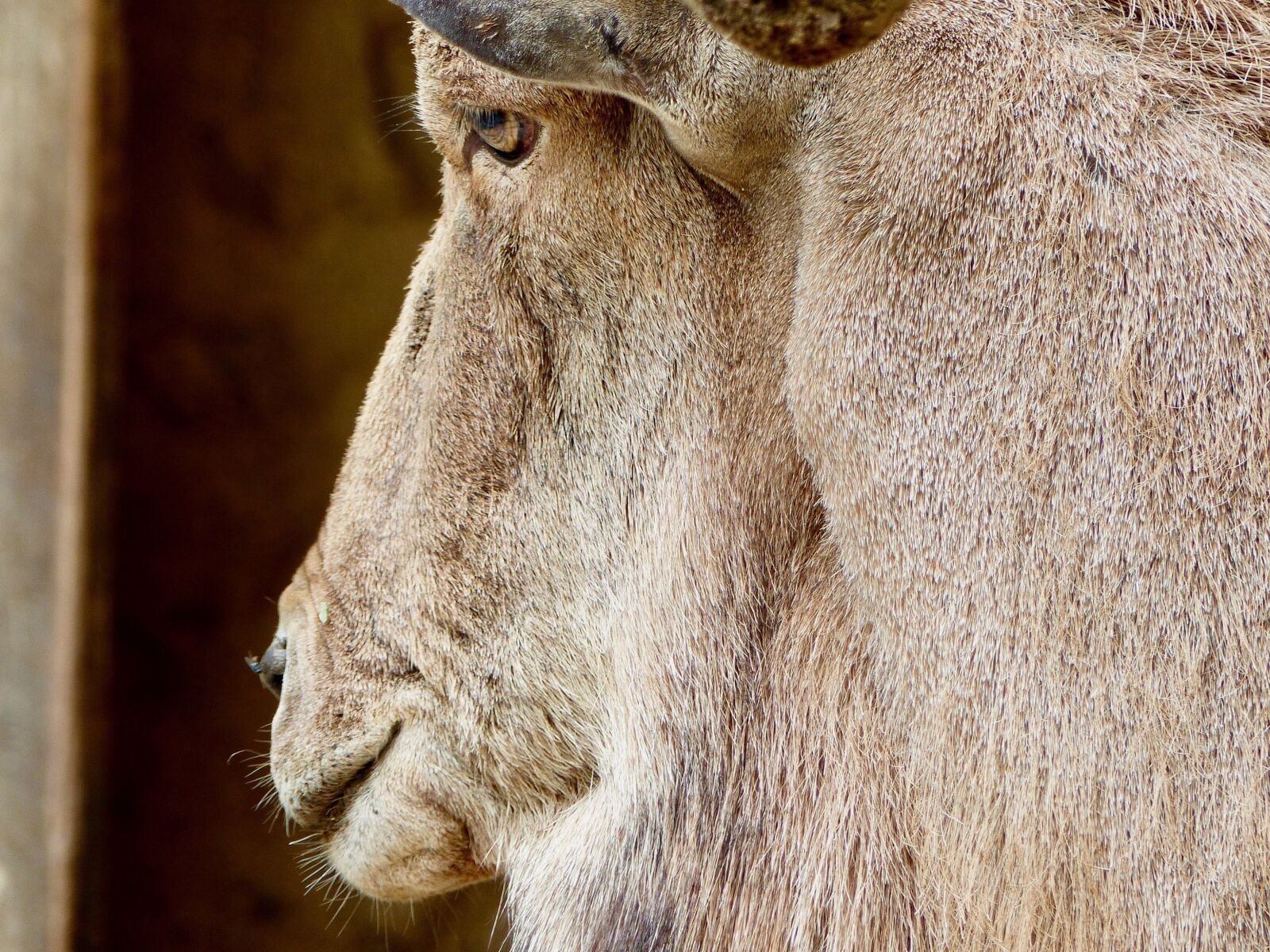 Panasonic Lumix DMC-FZ200 sample photo. Goat buck, billy goat photography