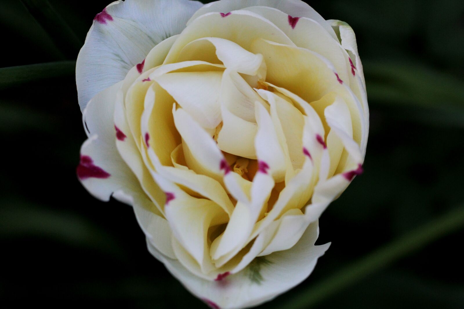 Canon EOS 600D (Rebel EOS T3i / EOS Kiss X5) + Canon EF 50mm F1.8 STM sample photo. Tulip danceline, white, red photography
