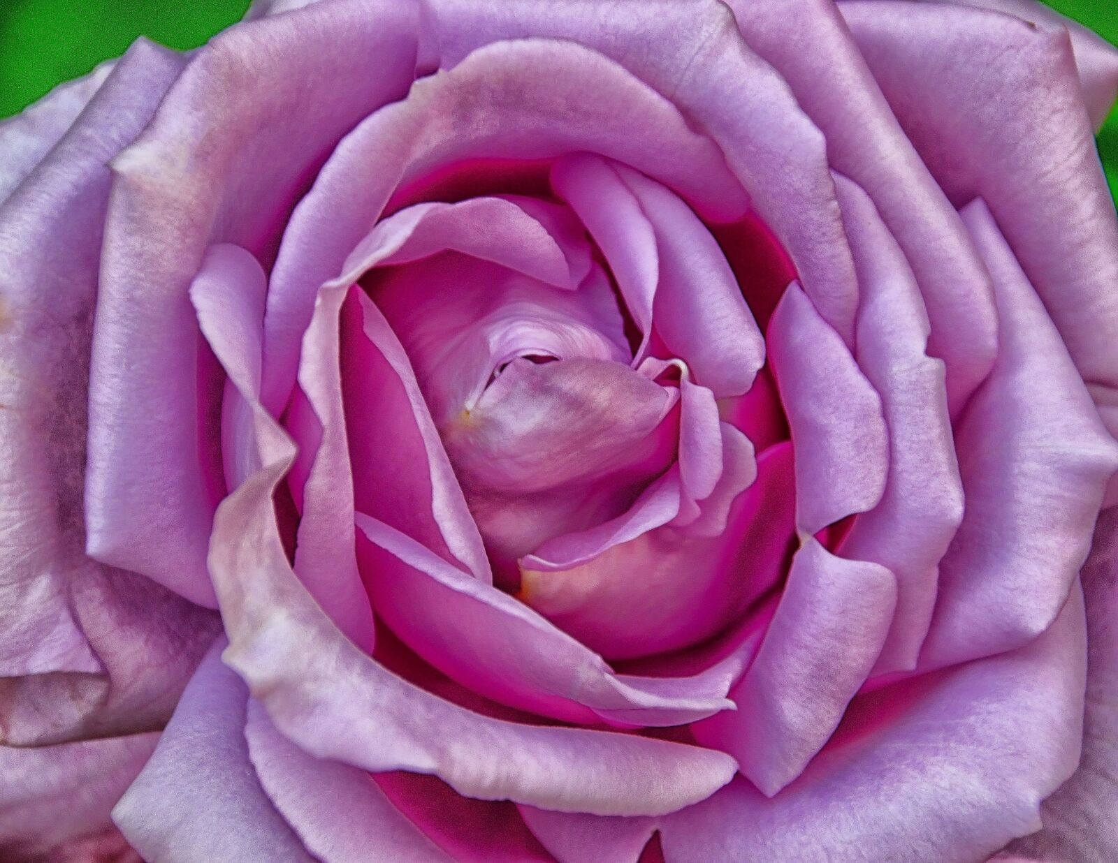 Nikon D3300 sample photo. Rose, purple, pink photography