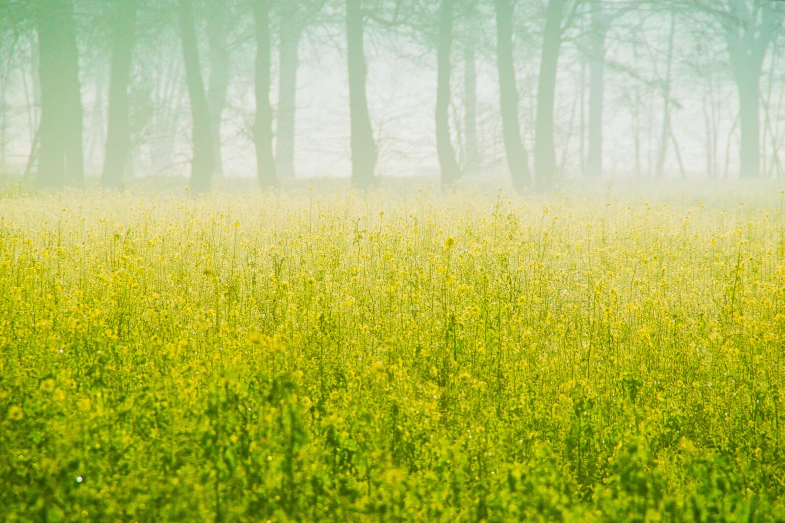 Nikon D3200 sample photo. Autumn, sunrise, fog photography