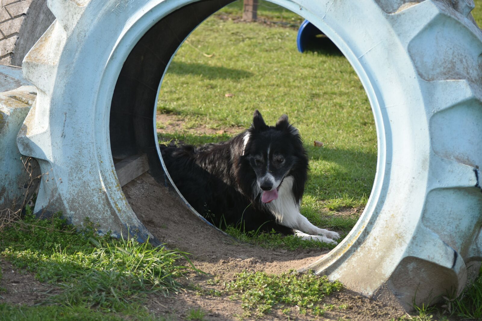 Nikon D7200 sample photo. Band, dog, dogs photography
