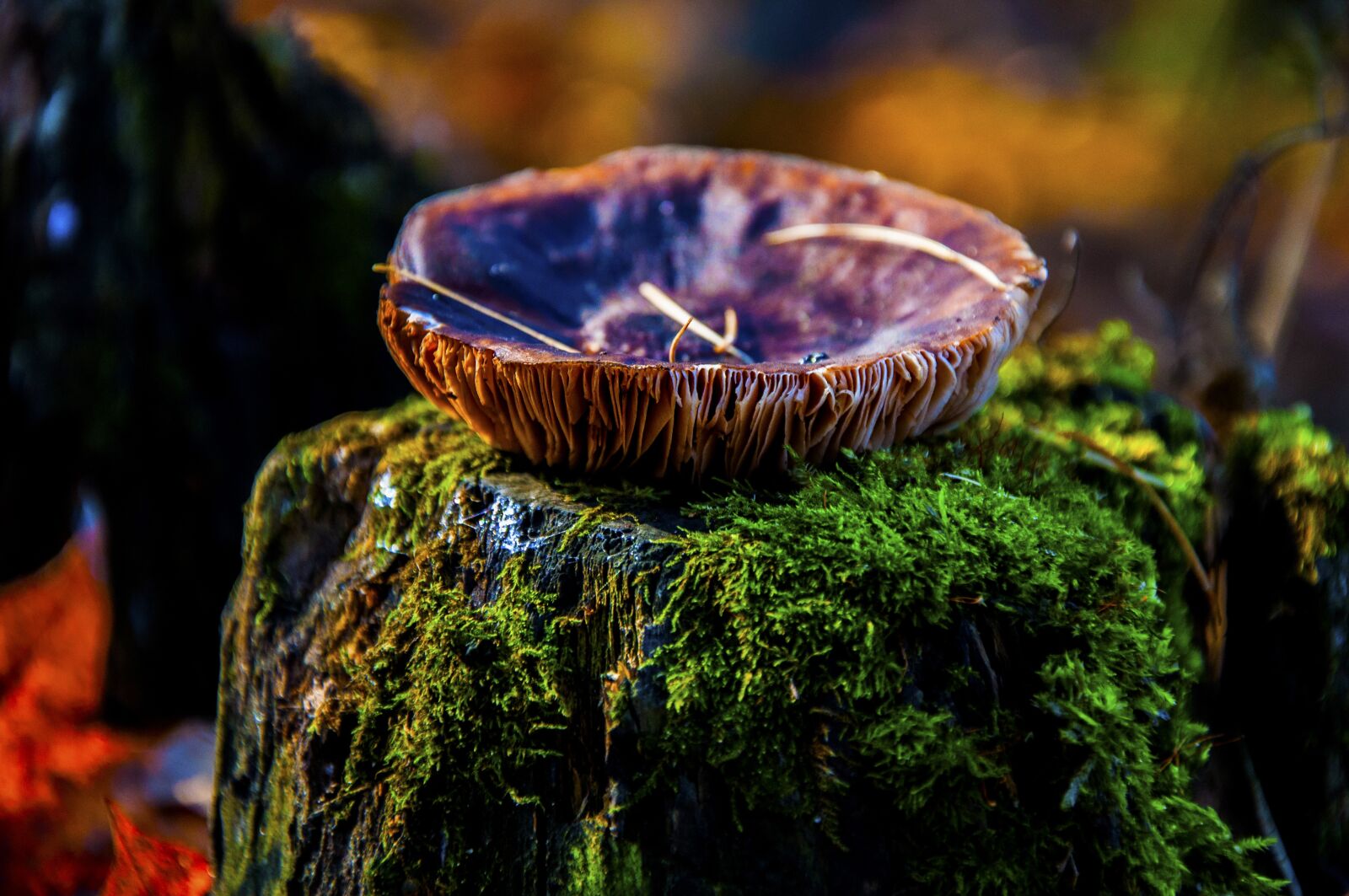 Nikon D90 sample photo. Autumn, mushroom, forest photography